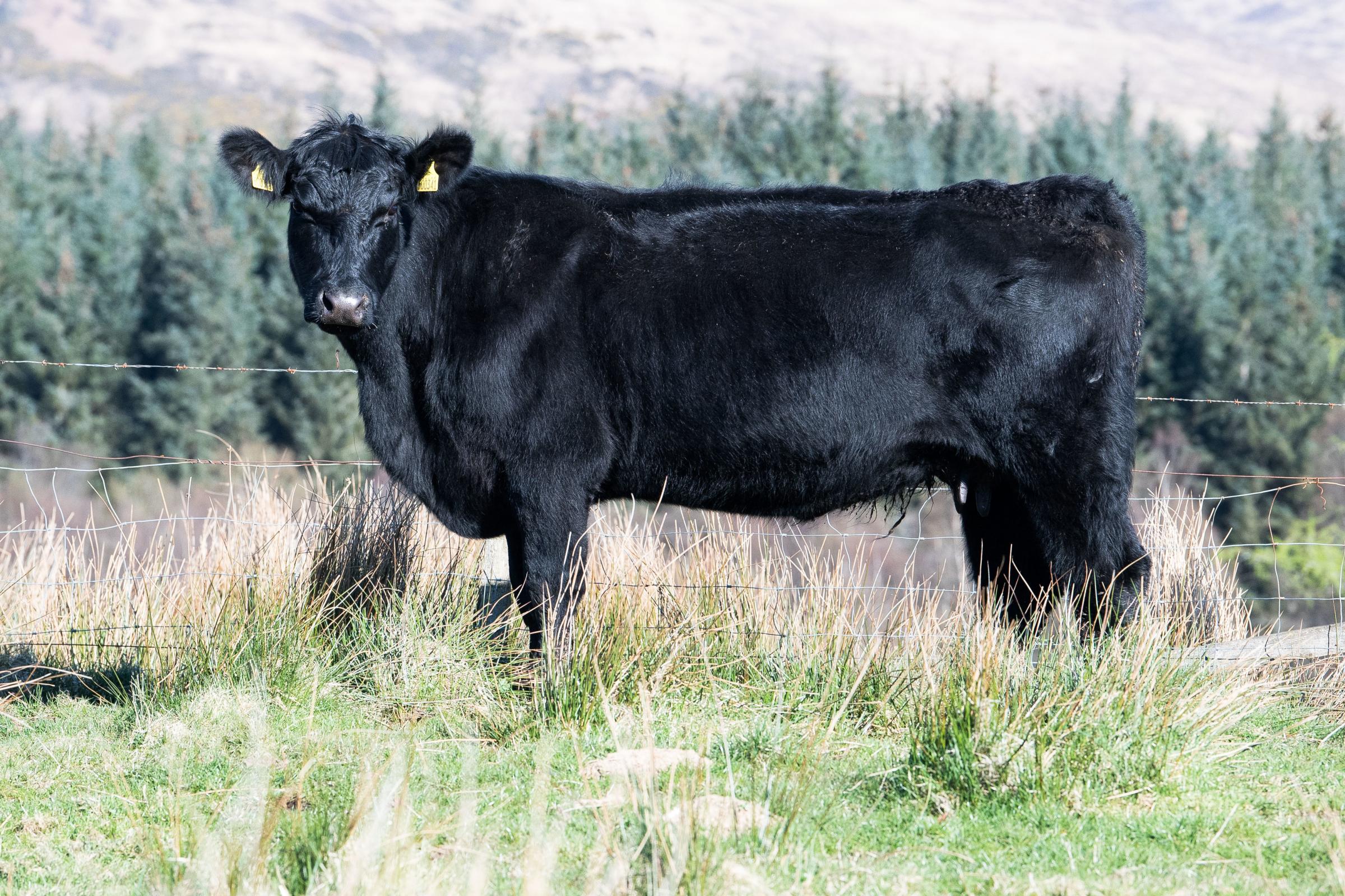 Kilmallie Kristina V341 is one the the stock cows at Kilmallie Ref:RH190423024 Rob Haining / The Scottish Farmer...