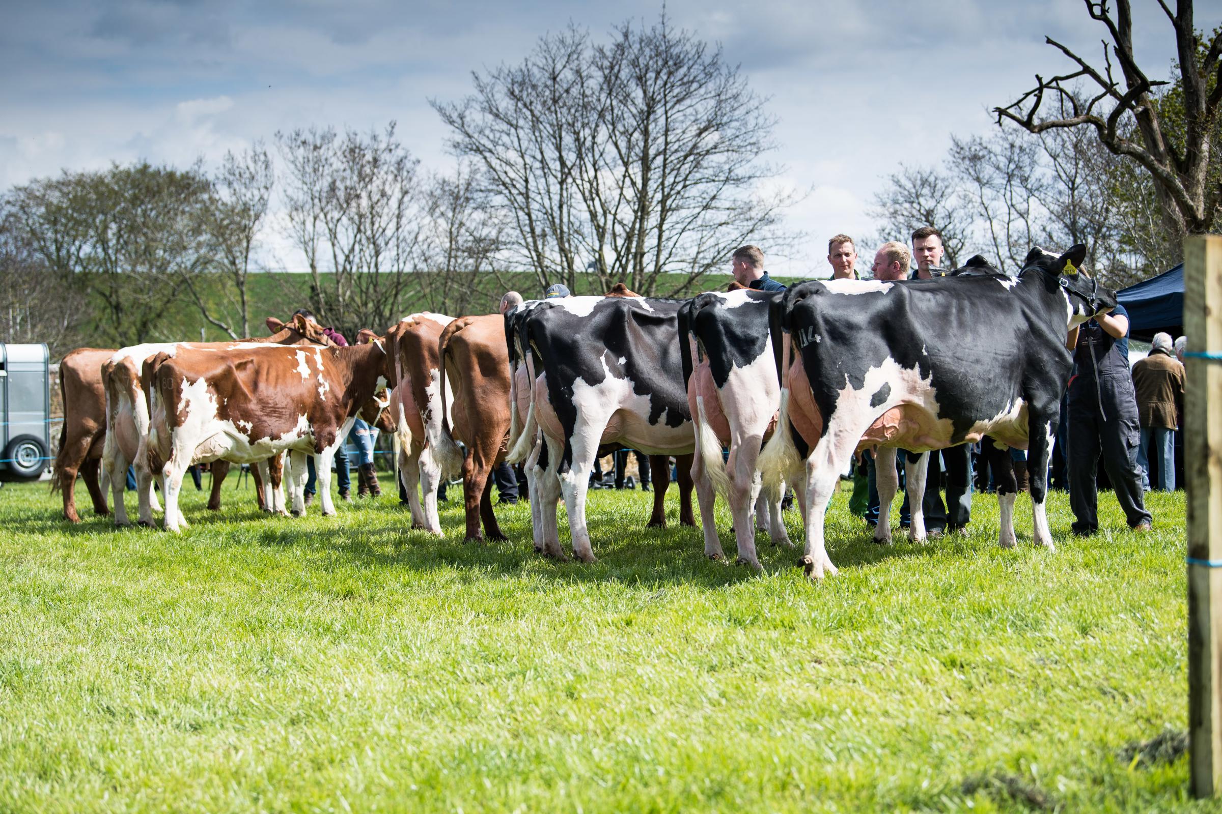 Ochiltree show attracts a good dairy cattle selection from the area Ref:RH260423126 Rob Haining / The Scottish Farmer...