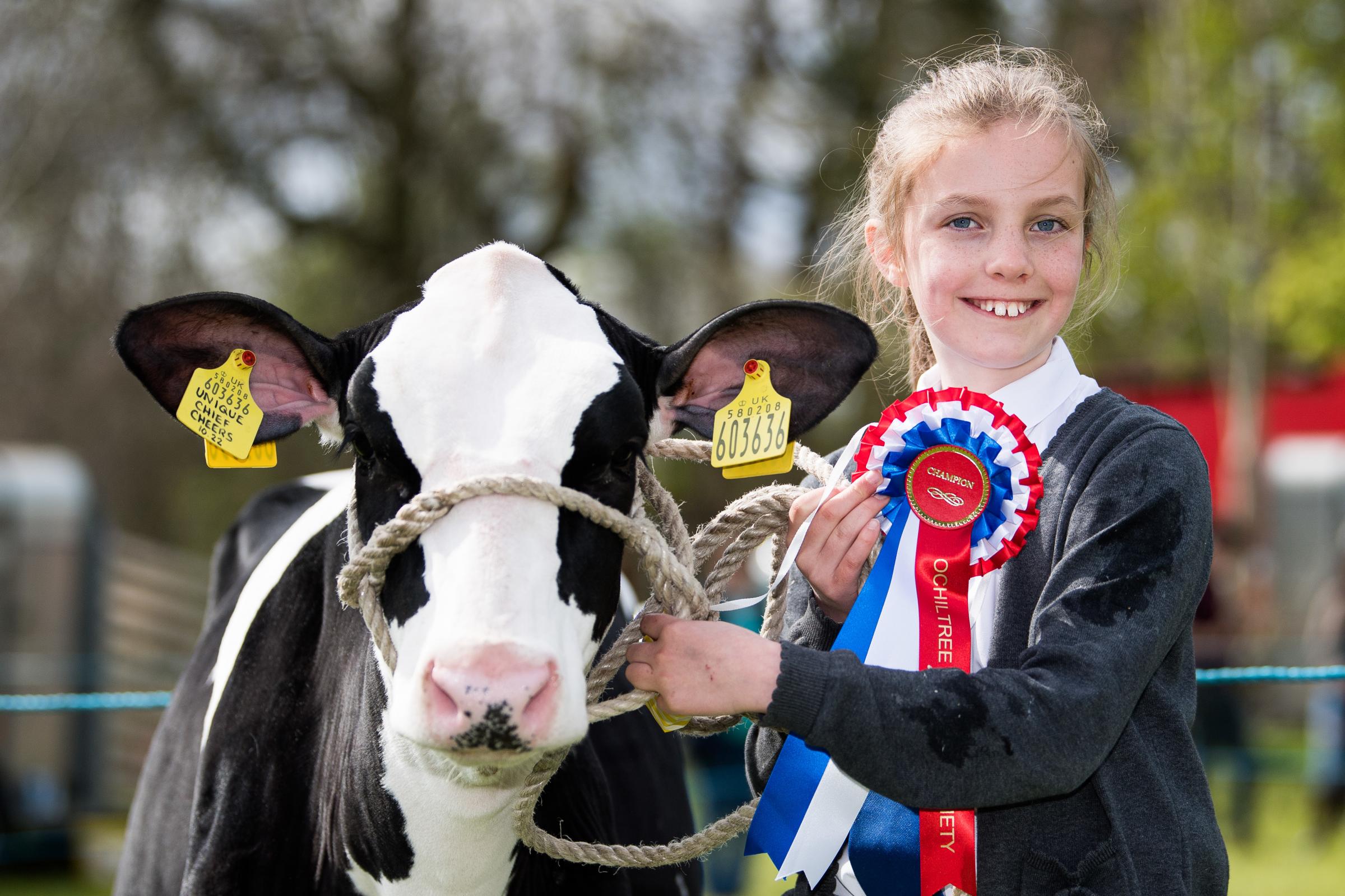 Grace Walker and her calve champion Townlaw Unique Chief Cheers Ref:RH260423105 Rob Haining / The Scottish Farmer...