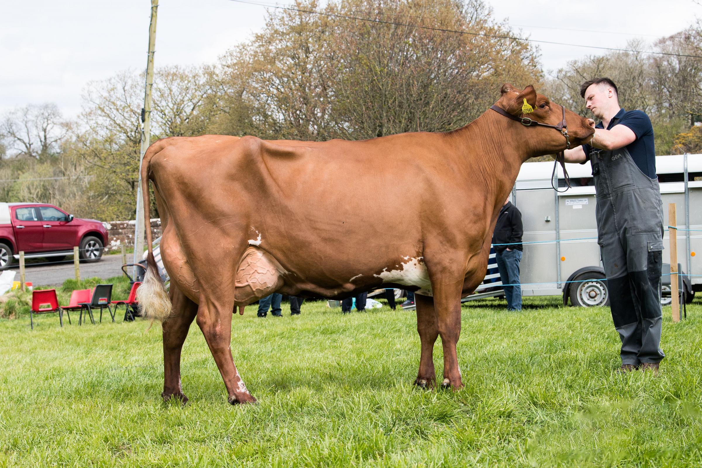 The Ayrshire champion from G and G Templeton Ref:RH260423137 Rob Haining / The Scottish Farmer...