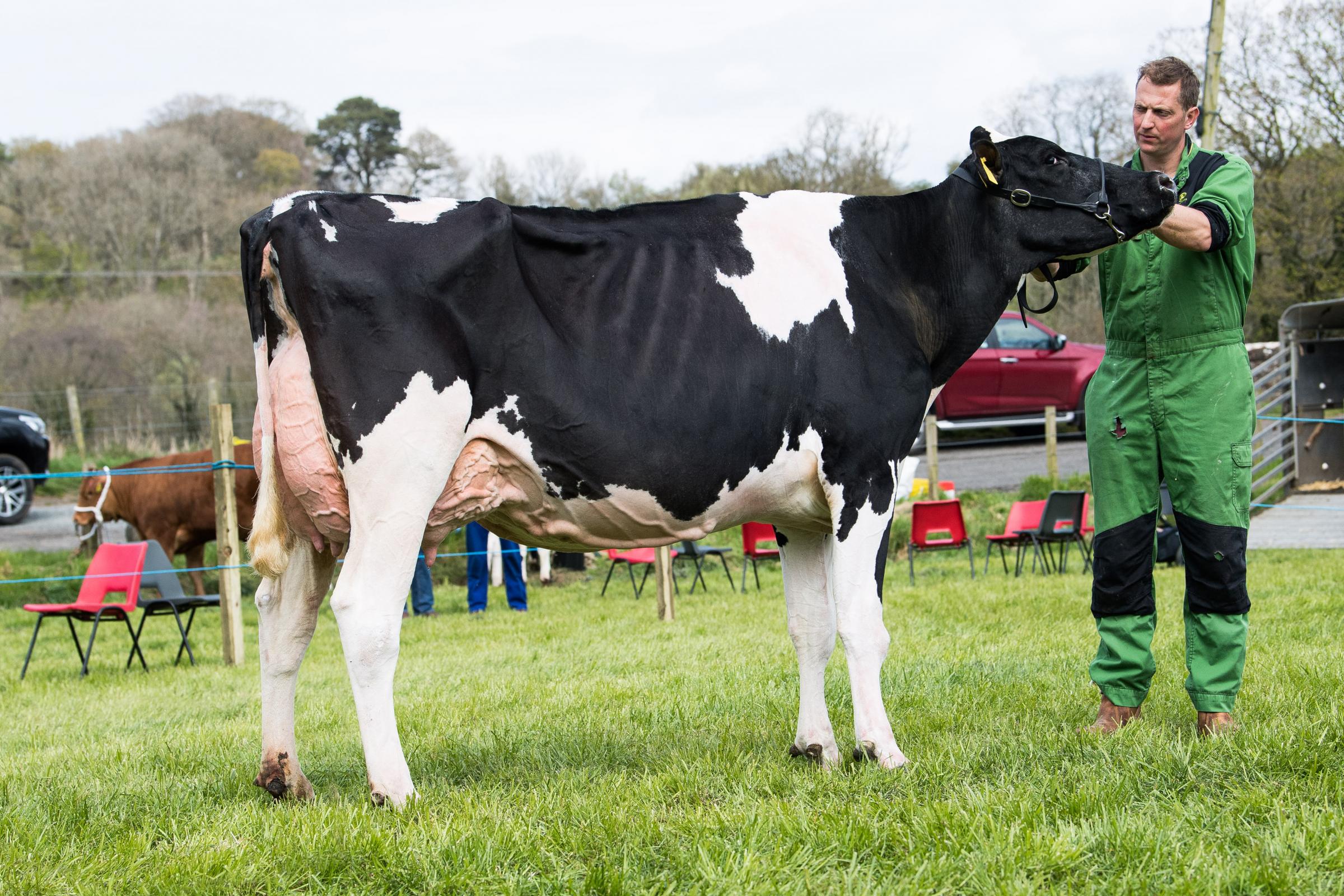 Holstein champion from the Sloans Ref:RH260423138 Rob Haining / The Scottish Farmer...