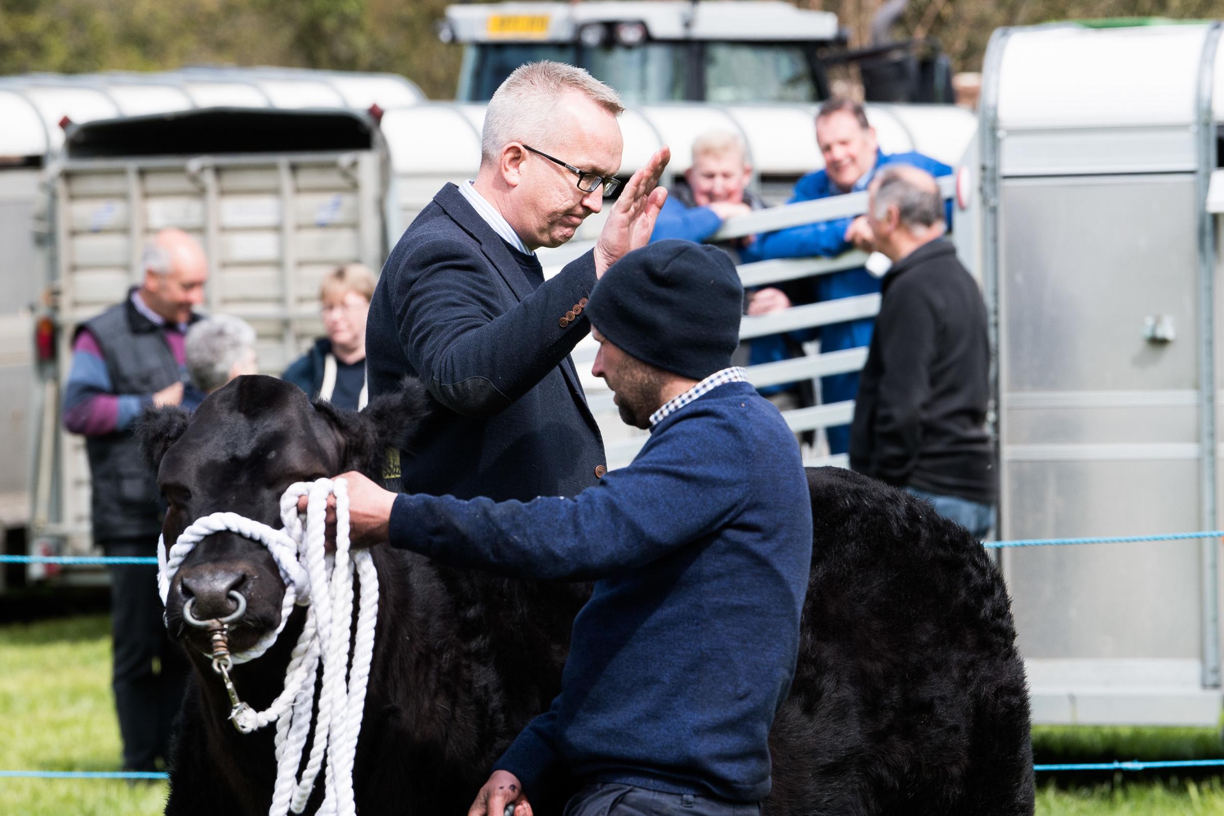 Beef section judge Gareth Scott taps out the beef champion from James Nisbet as the overall show champion at Ochiltree Ref:RH260423135 Rob Haining / The Scottish Farmer...