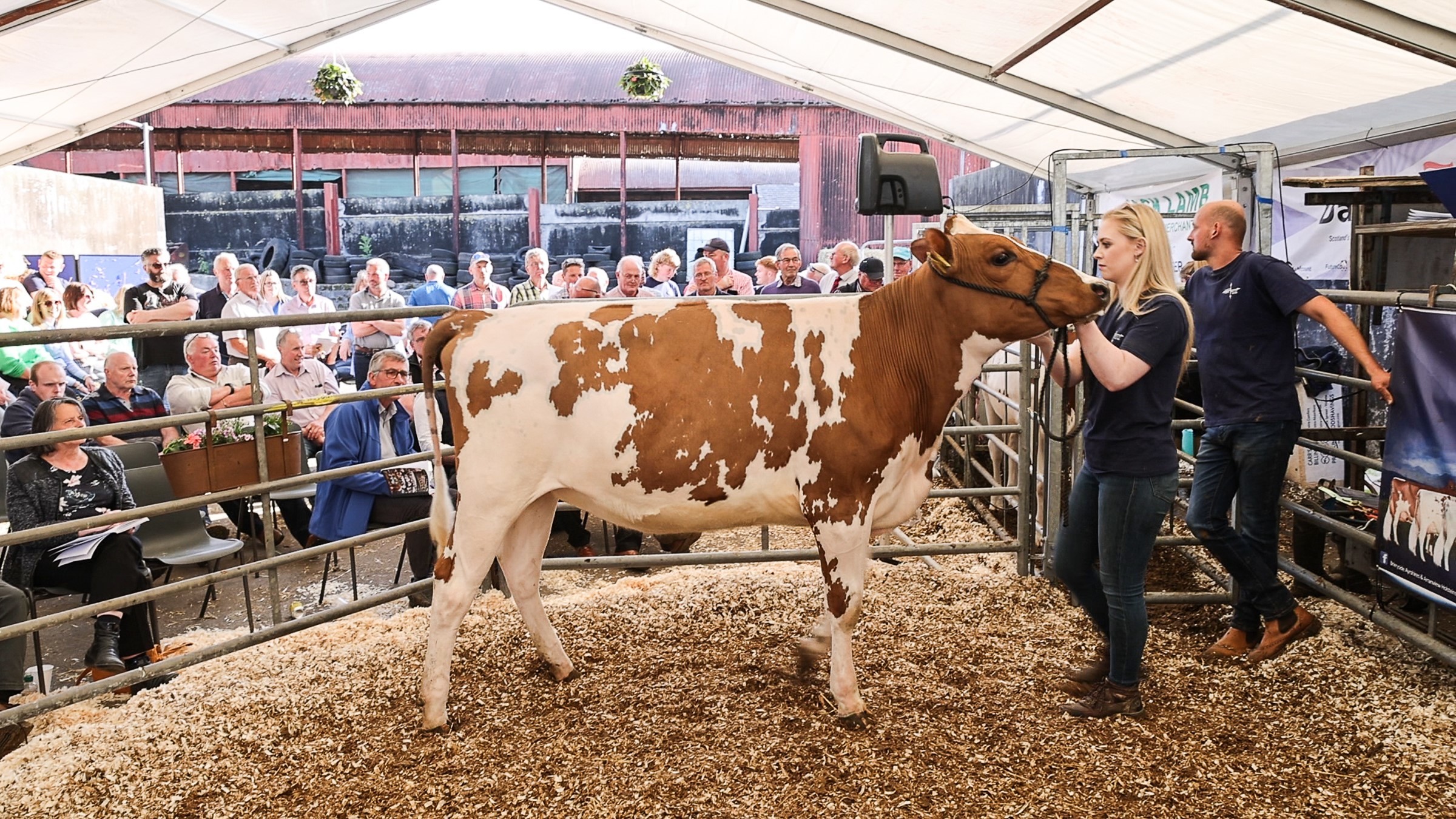 Sale leader at 8600gns, Brieryside Hail Miss Donald