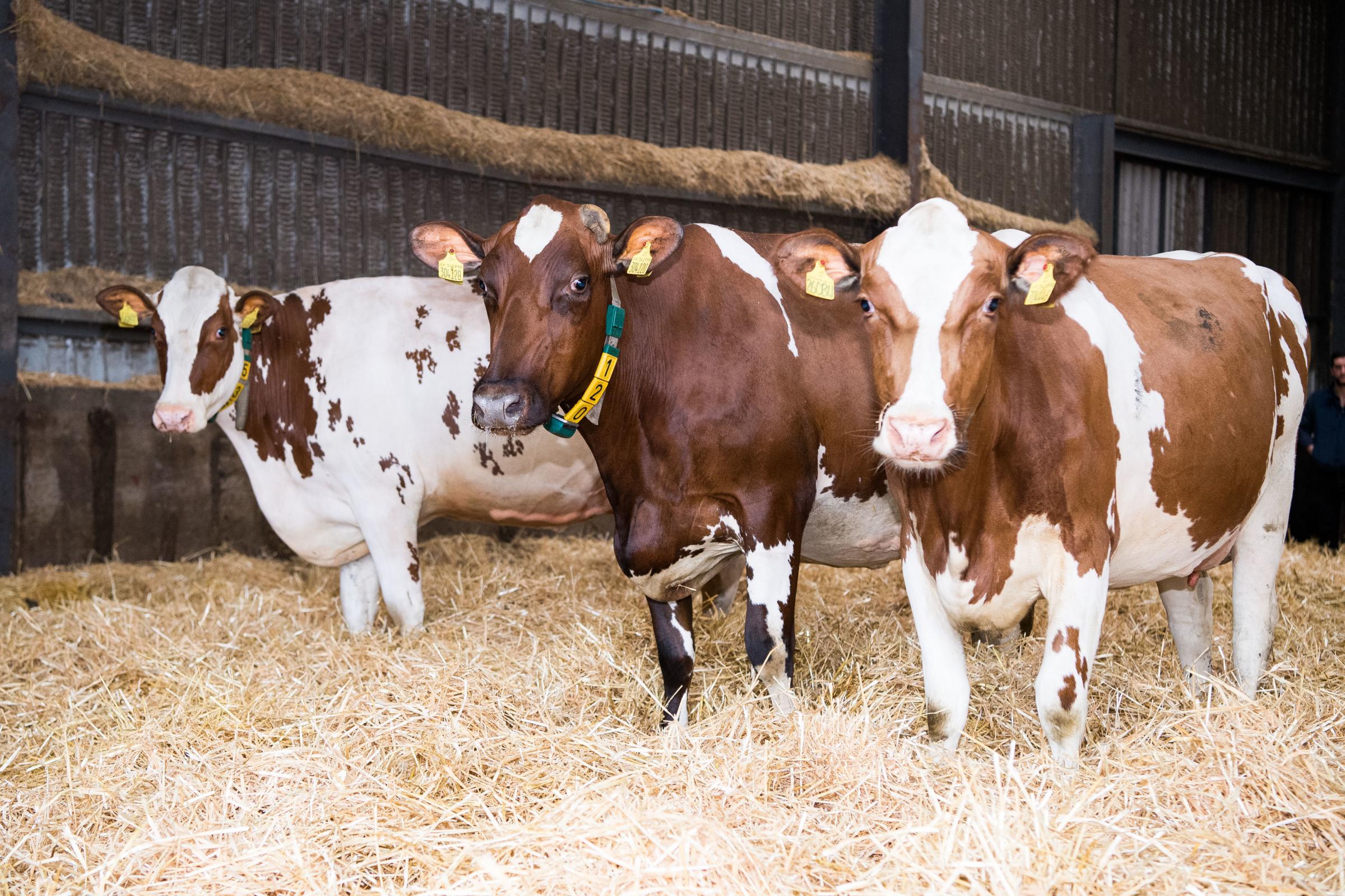 Calving Pens, Helping farmers in Scotland