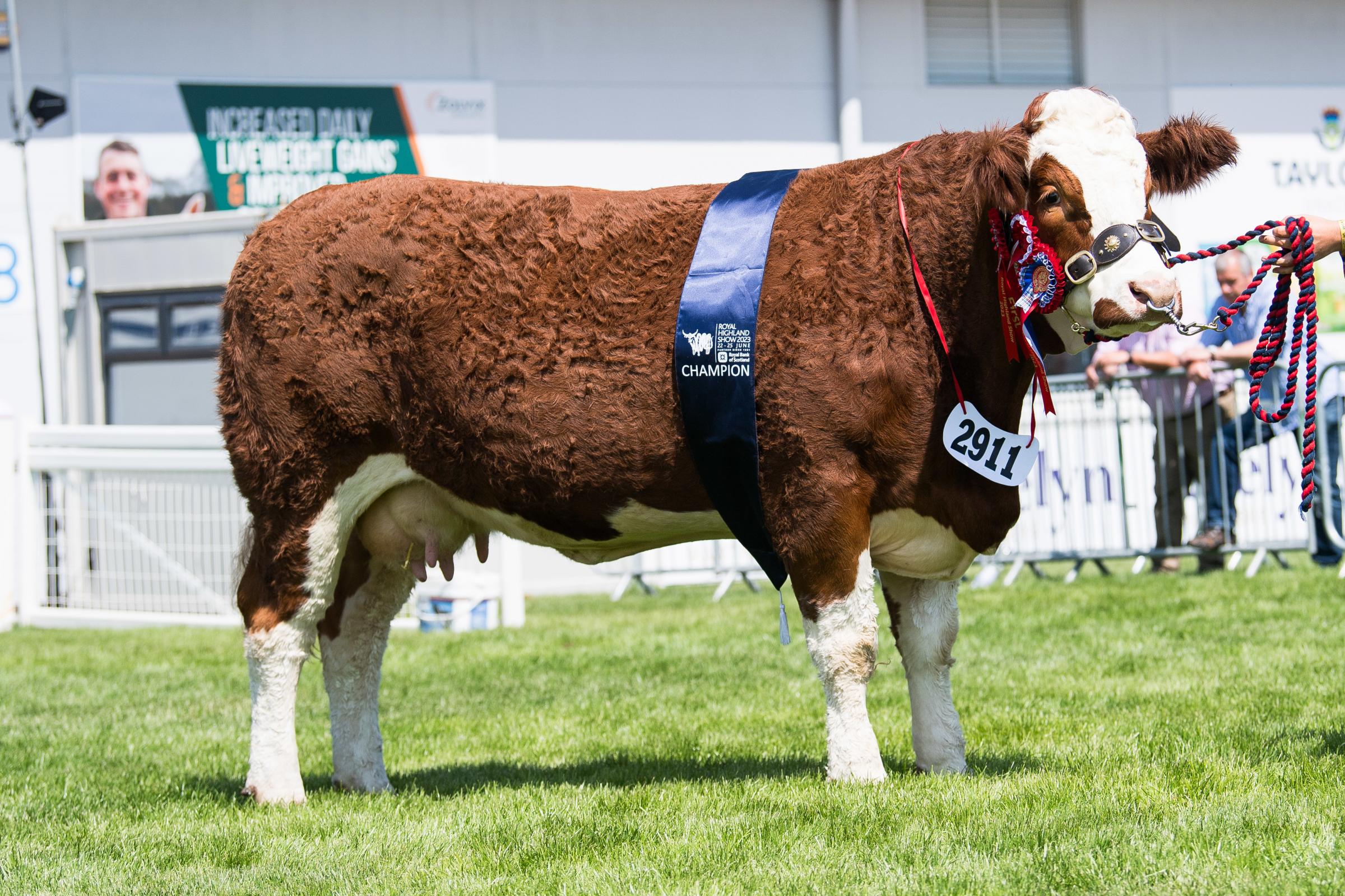 Simmental champion Annick Gingers Lucia from R and A Simmmers Ref:RH220623057 Rob Haining / The Scottish Farmer...