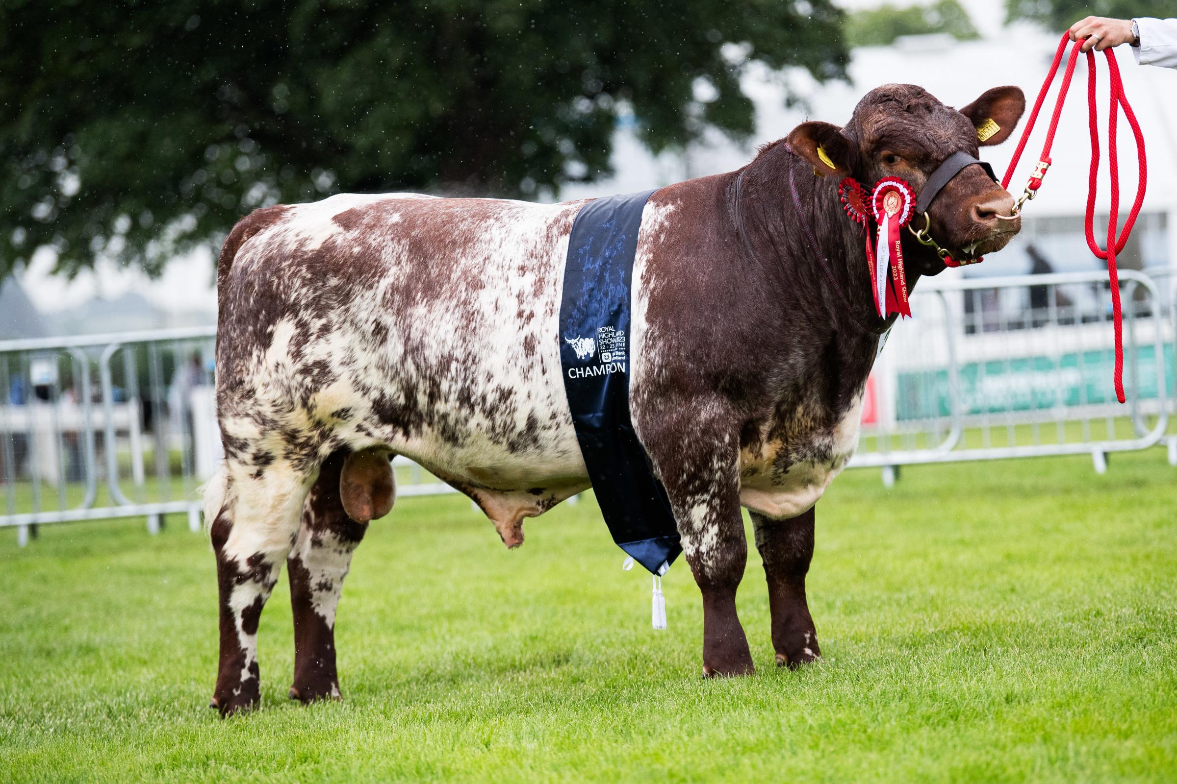 Beef Breeders native champion from the Mairs Ref:RH230623092 Rob Haining / The Scottish Farmer...