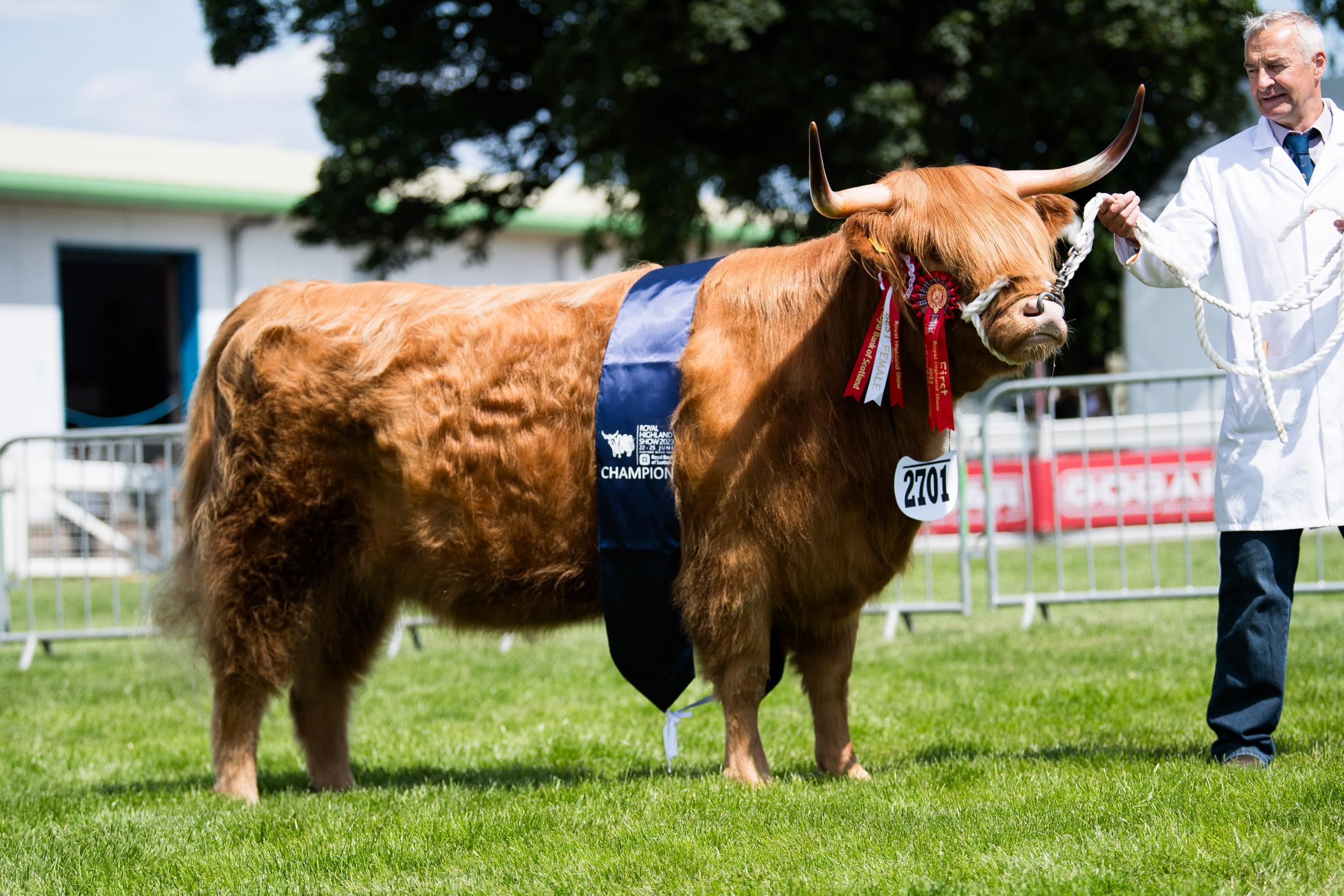 Highland cattle champion from Willie Maclean Ref:RH220623060 Rob Haining / The Scottish Farmer...