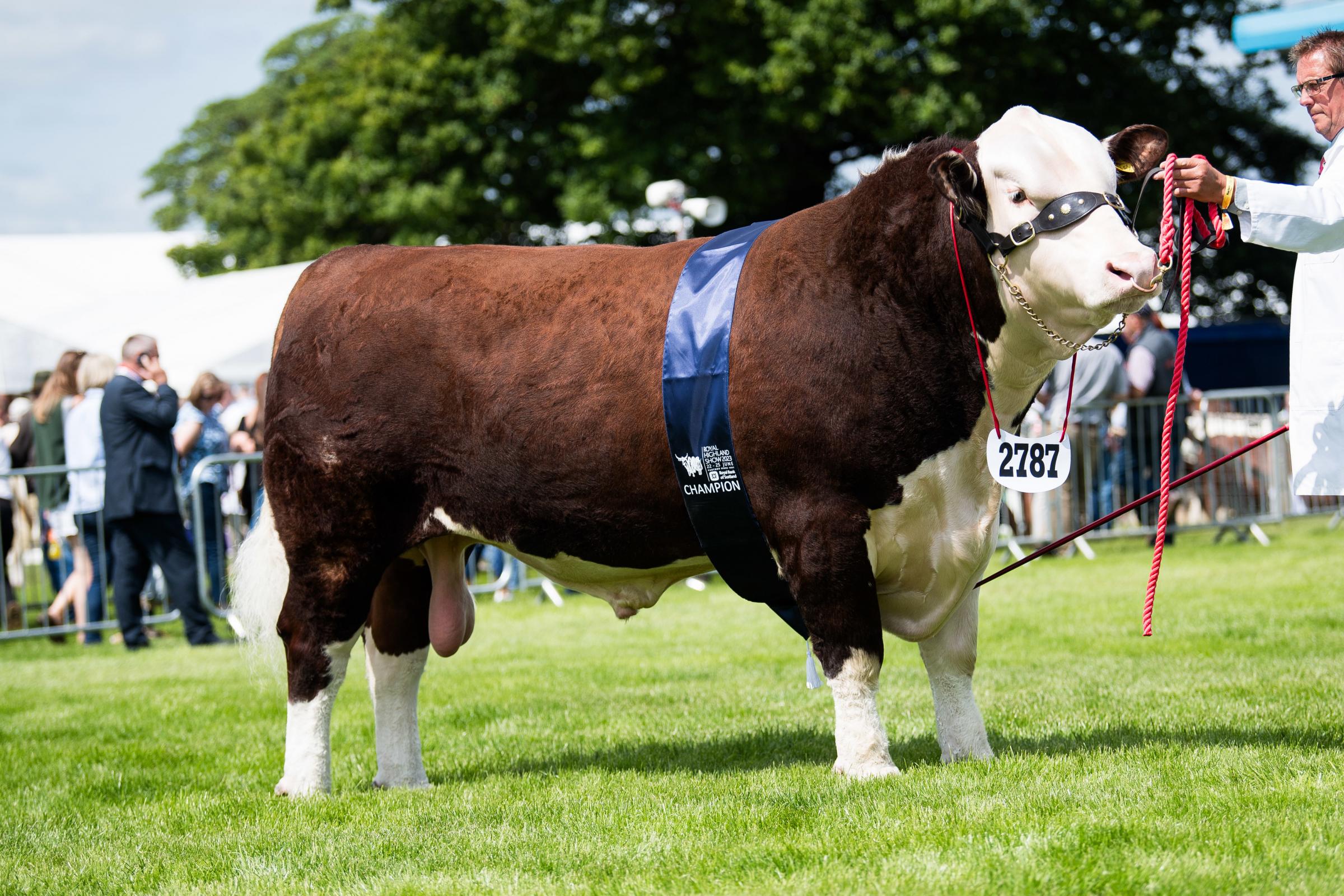 Hereford champion was Coley 1 Vincent from Andrew Hughes Ref:RH220623049 Rob Haining / The Scottish Farmer...