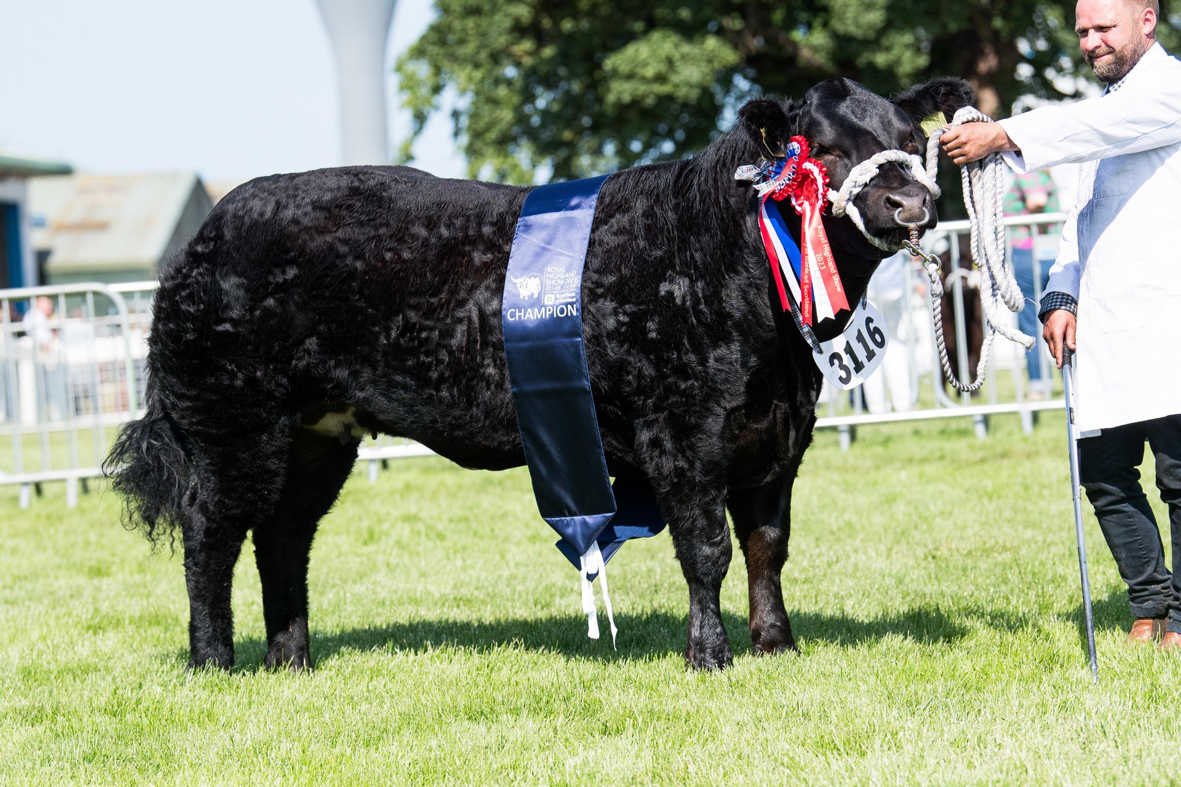 Commercial cattle champion from James Nisbet Ref:RH220623080 Rob Haining / The Scottish Farmer...