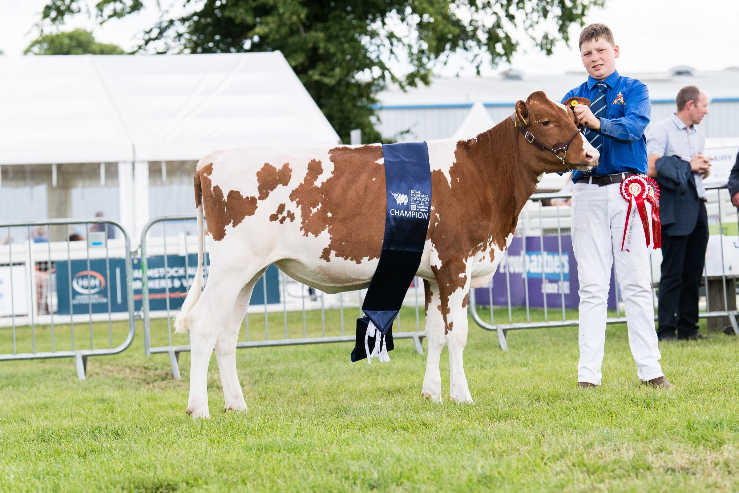 Coloured dairy calf champion Swaites White Lily5 from John Adamson and Son Ref:RH250623193 Rob Haining / The Scottish Farmer...