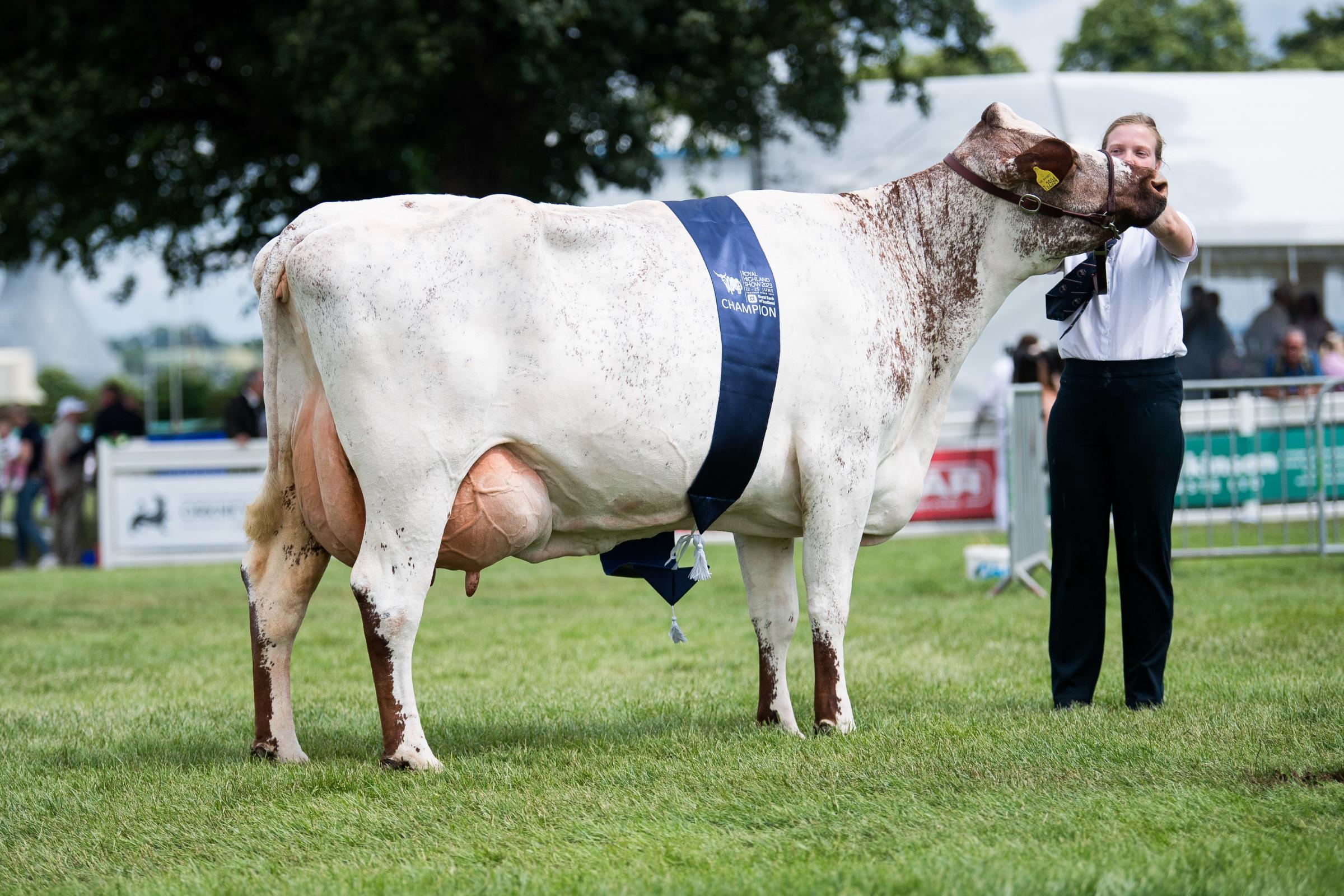 The Lawson won the top title in the Dairy Shorthorn section Ref:RH230623105 Rob Haining / The Scottish Farmer...