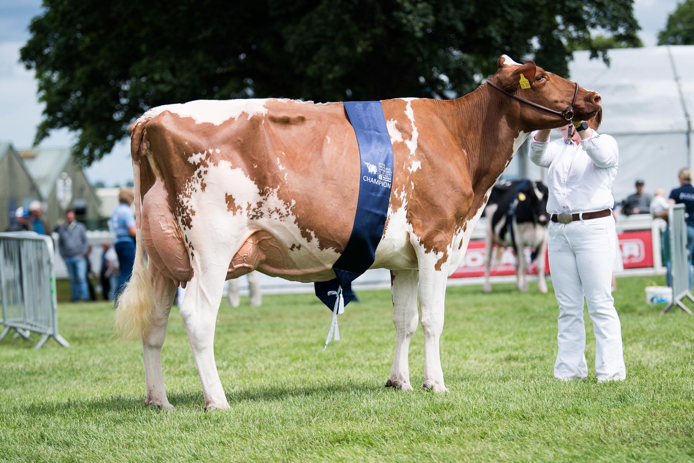 Winning the Red and White section was the cow from te Yates family Ref:RH230623104 Rob Haining / The Scottish Farmer...