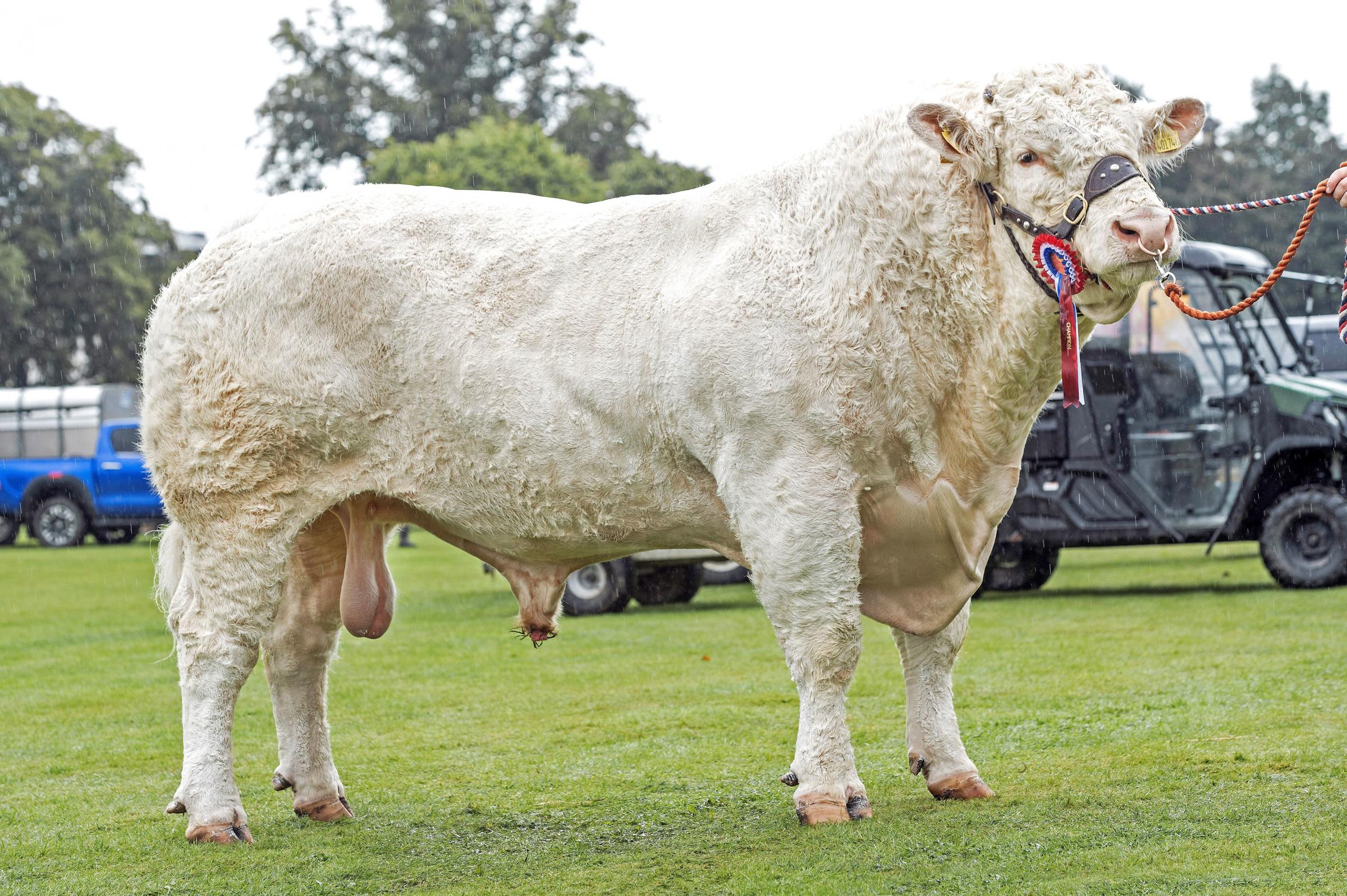 Tonely Ranald was the Charolais champion for Brailes Livestock
