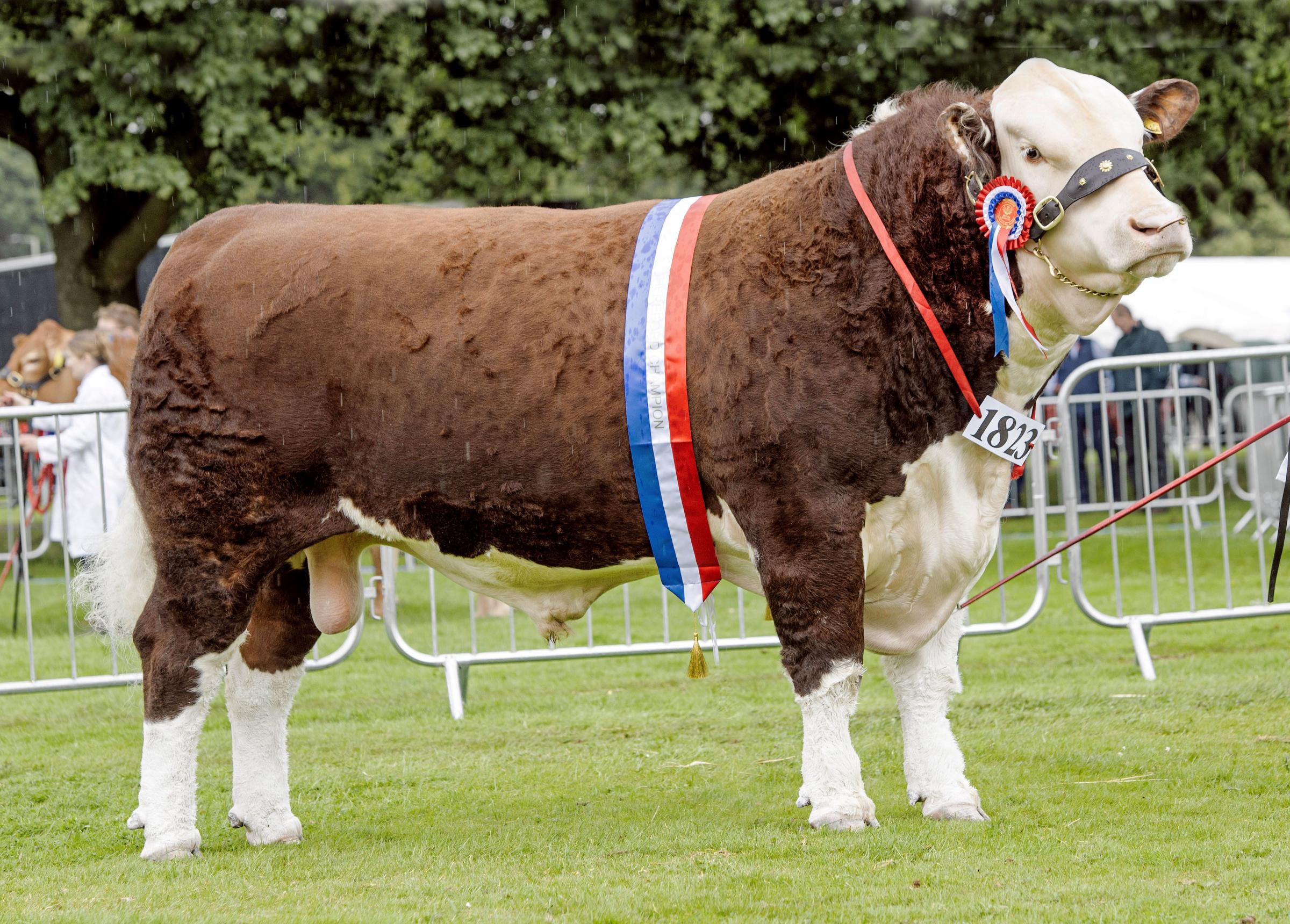 National Hereford champion was Coley 1 Vincent, shown by Andrew Hughes