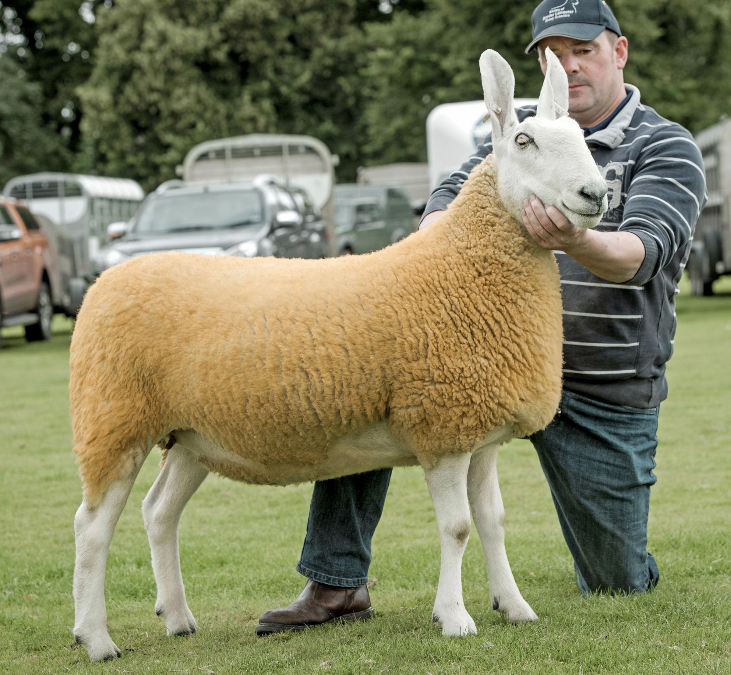 Euan Mill won the Border Leicesters