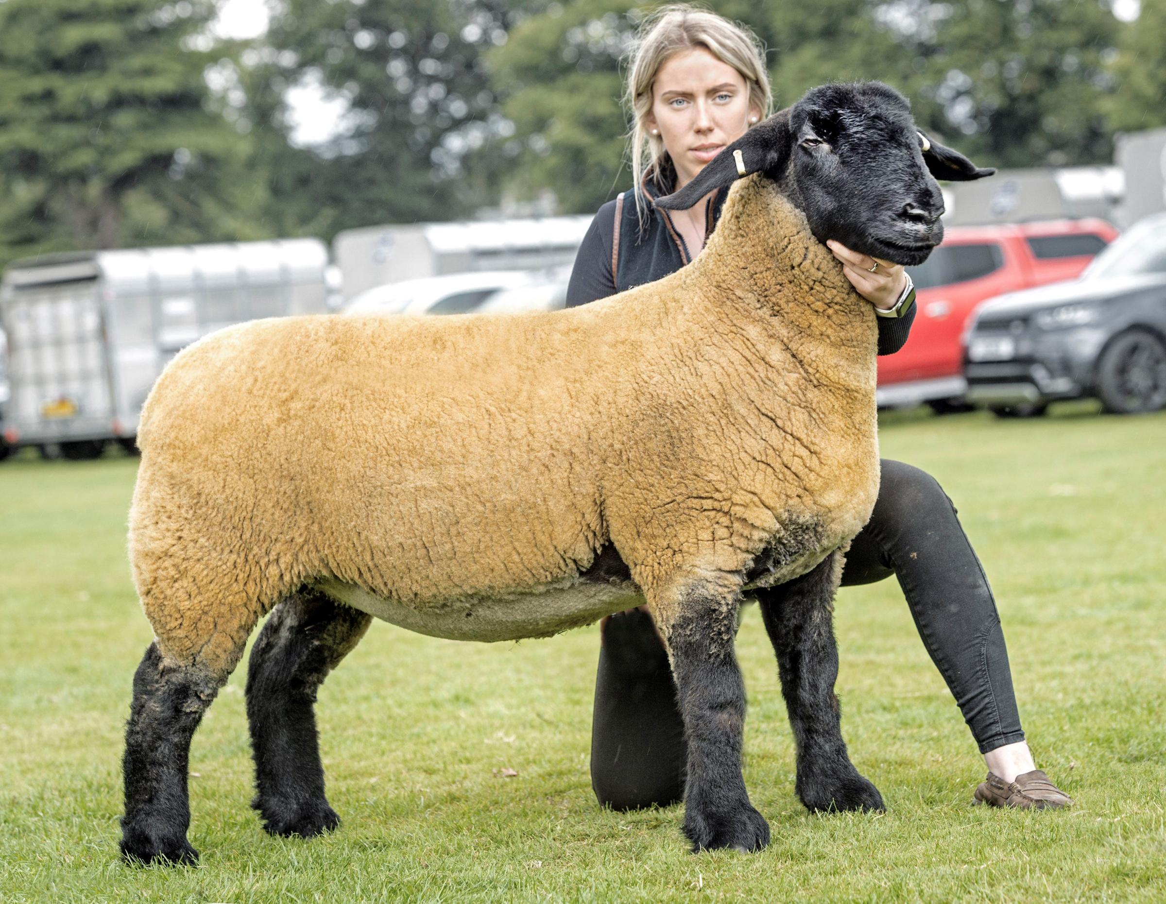 Robert Bryce won the Suffolk championship and was reserve inter-breed sheep