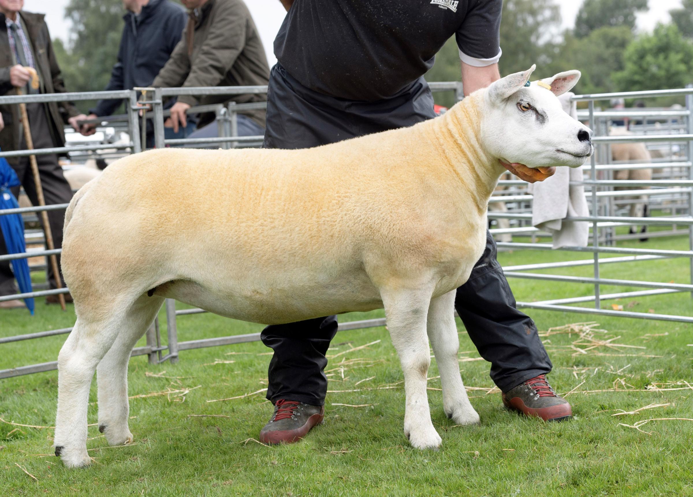 Texel champion and inter-breed sheep was Robert Cockburns Texel gimmer