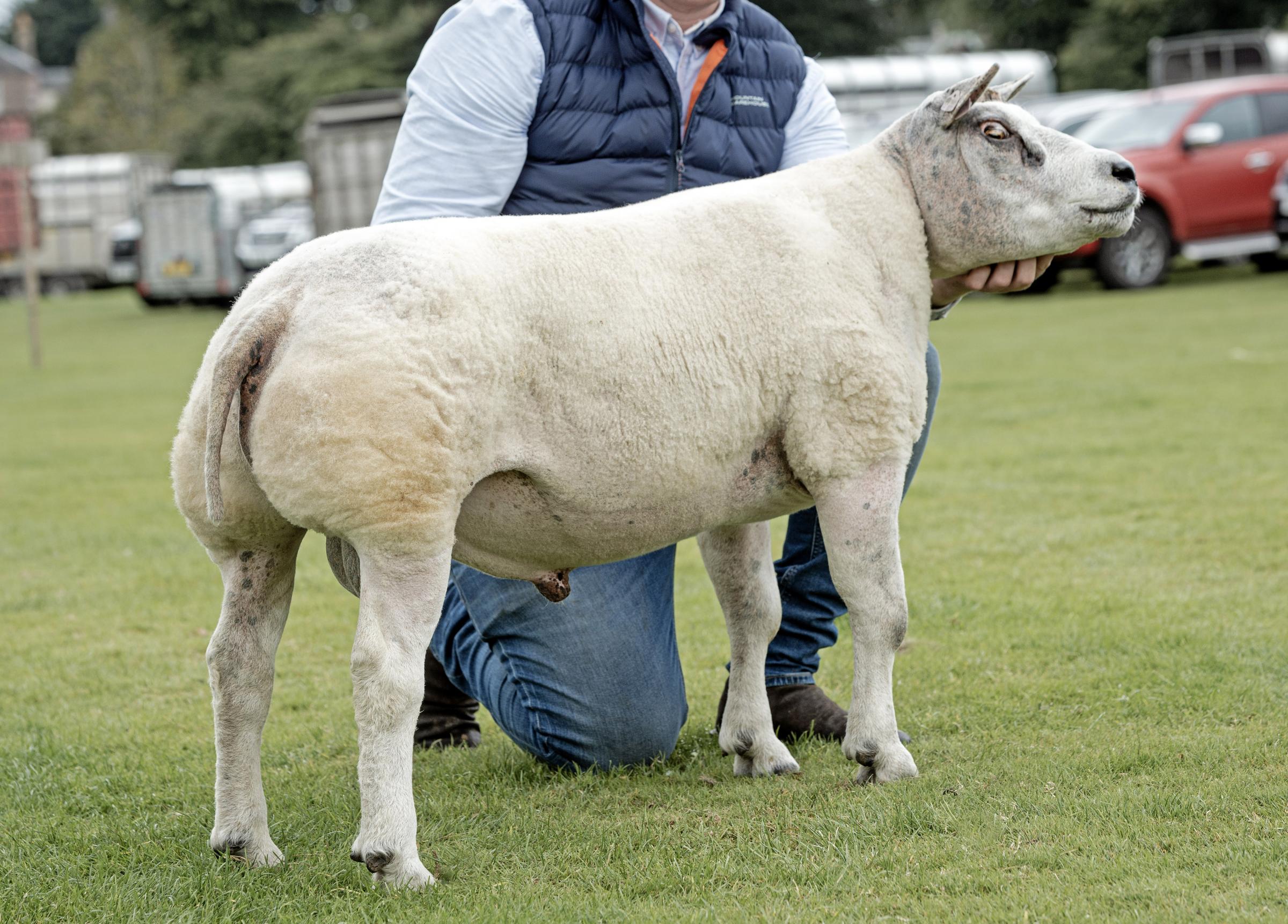 Andrew Morton won the Beltex championship with this shearling