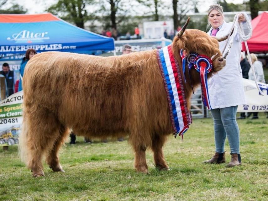 Beith Show