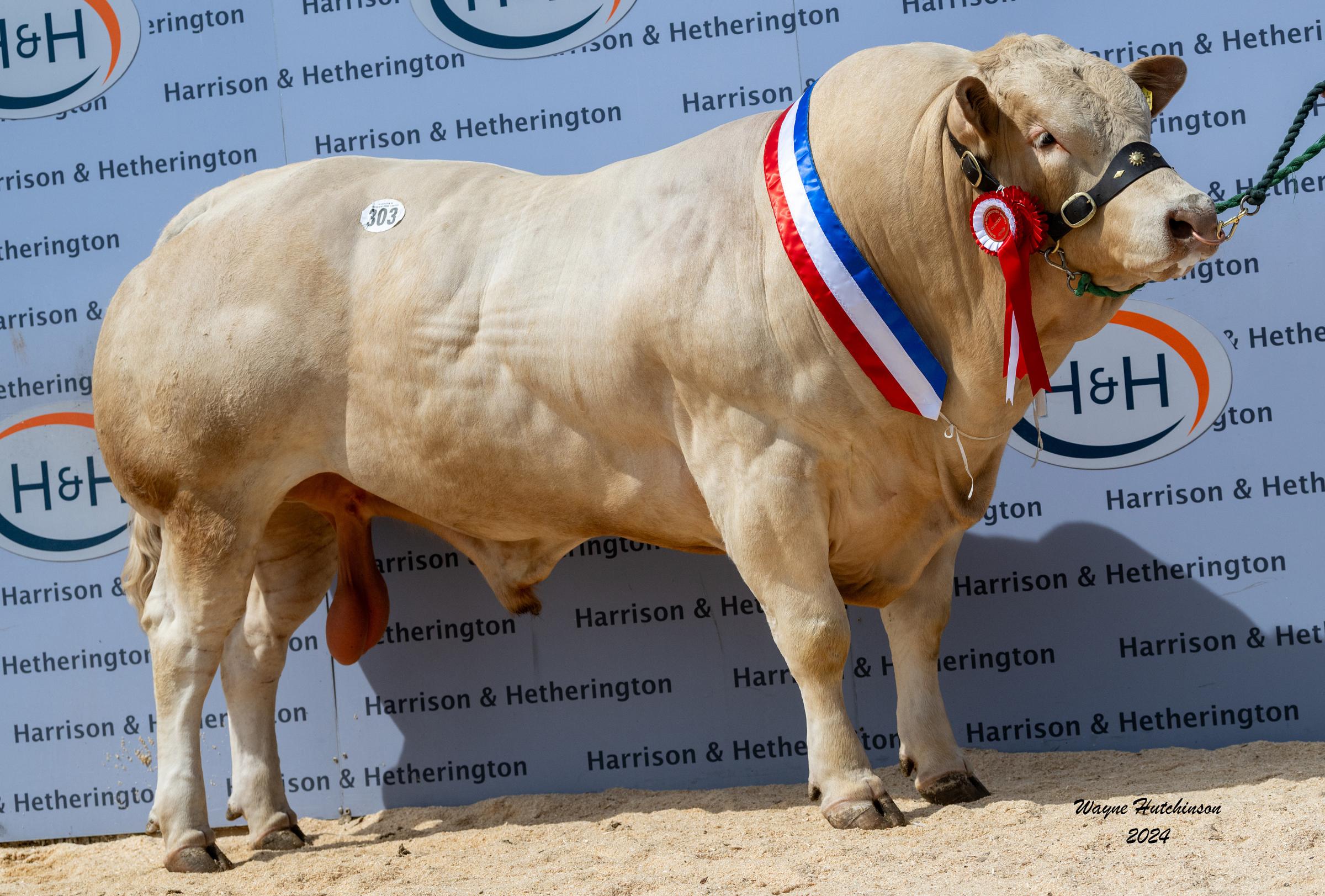 The champion, Hallfield Thumper 22nd from P Weightman and Sons, made 5500gns photograph: Wayne Hutchinson