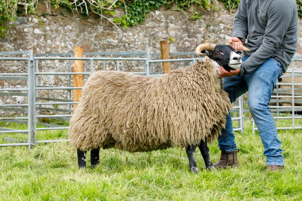 Straiton Show