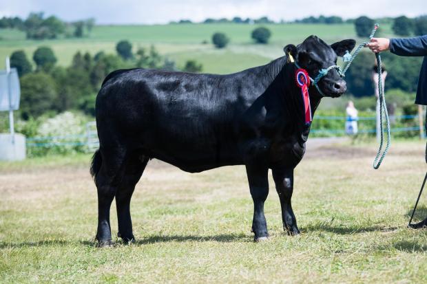 Alyth Show