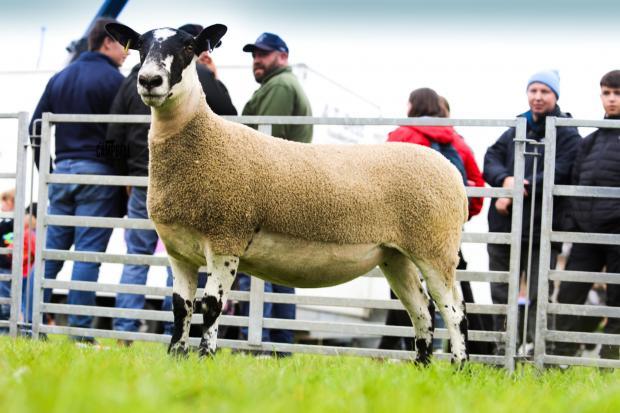 Dalkeith Show