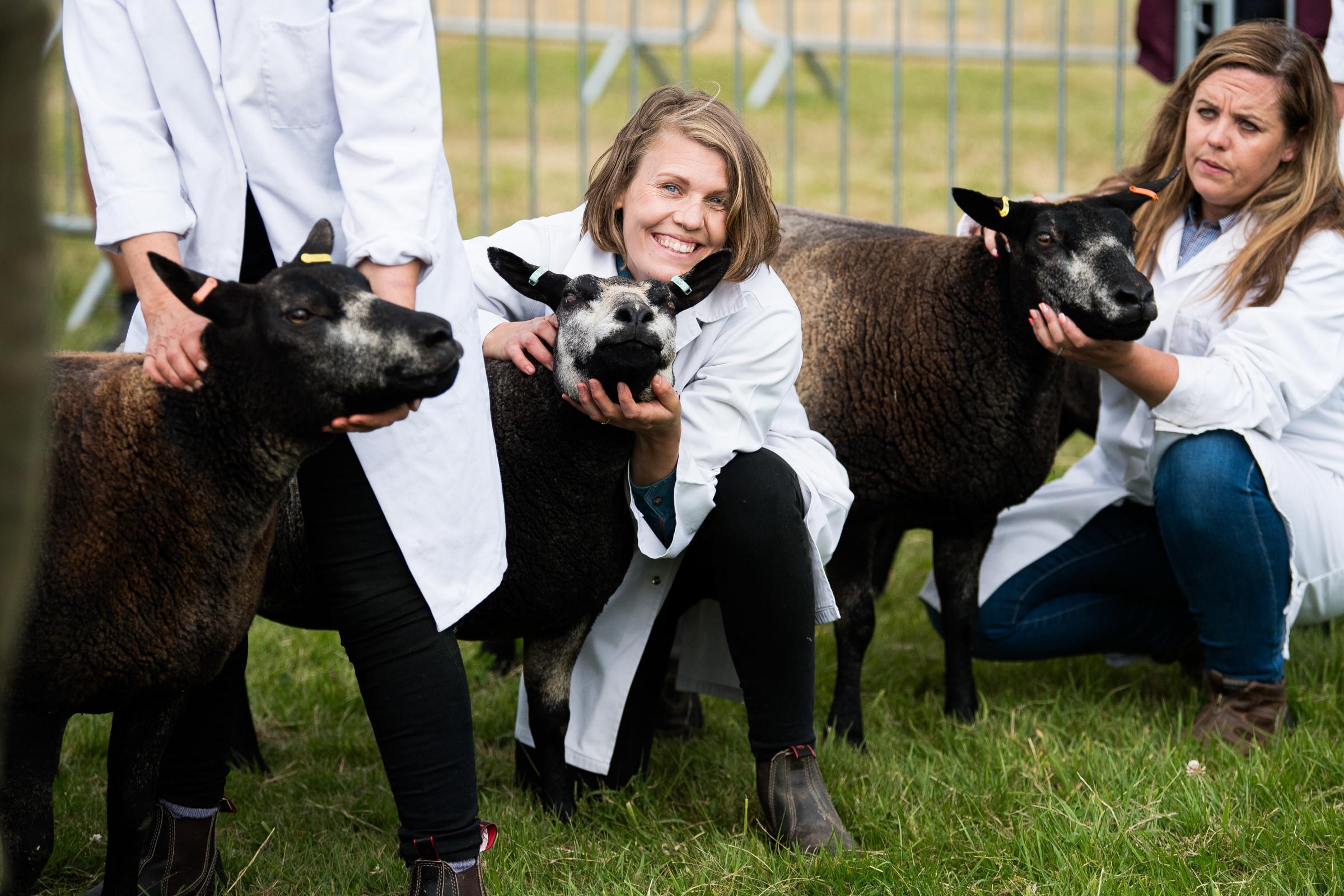 All smiles in the sheep lines Ref:RH310723042 