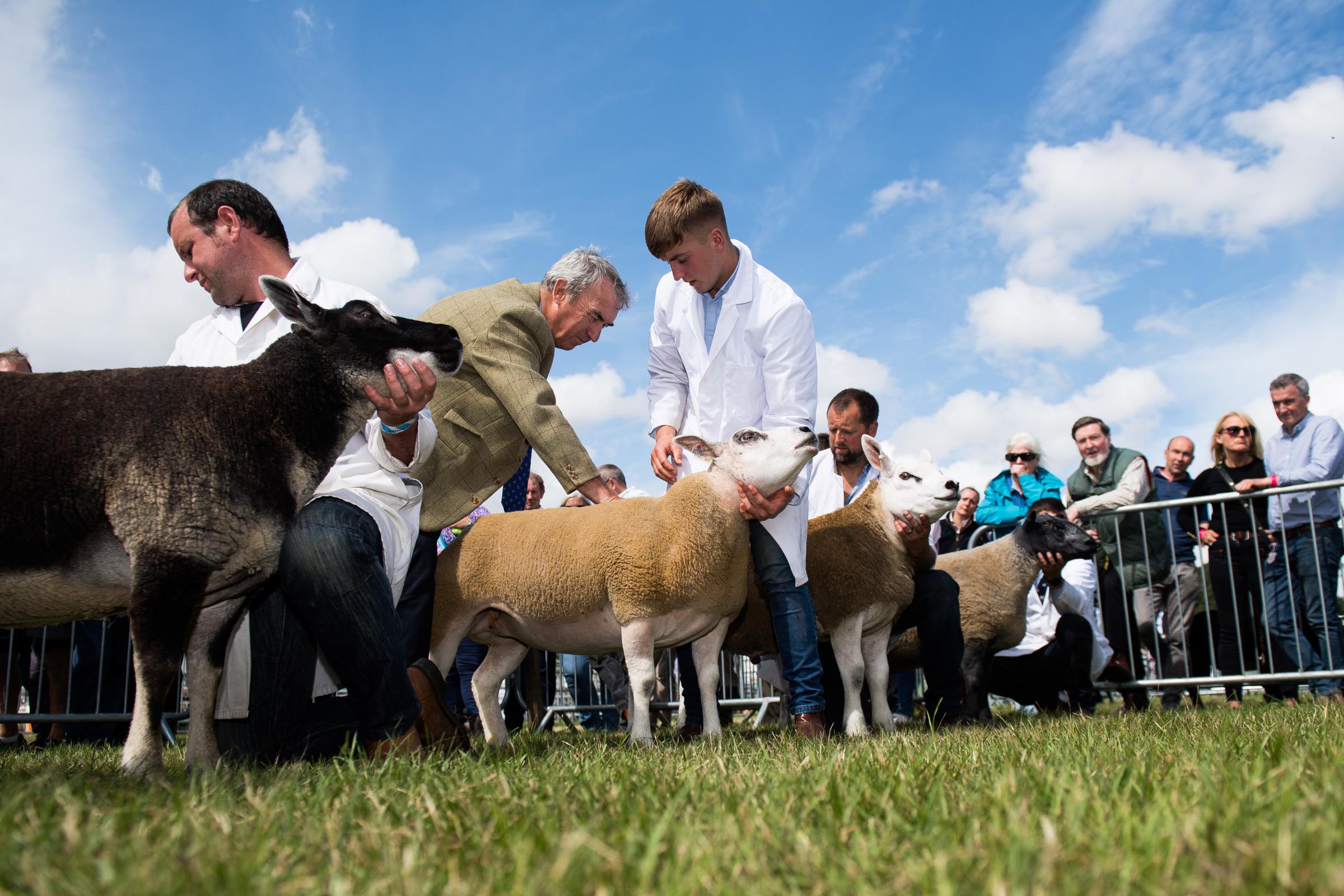 Pat Machray OBE looks over the breed champions during the inter-breed sheep competition in 2023 Ref:RH310723066 