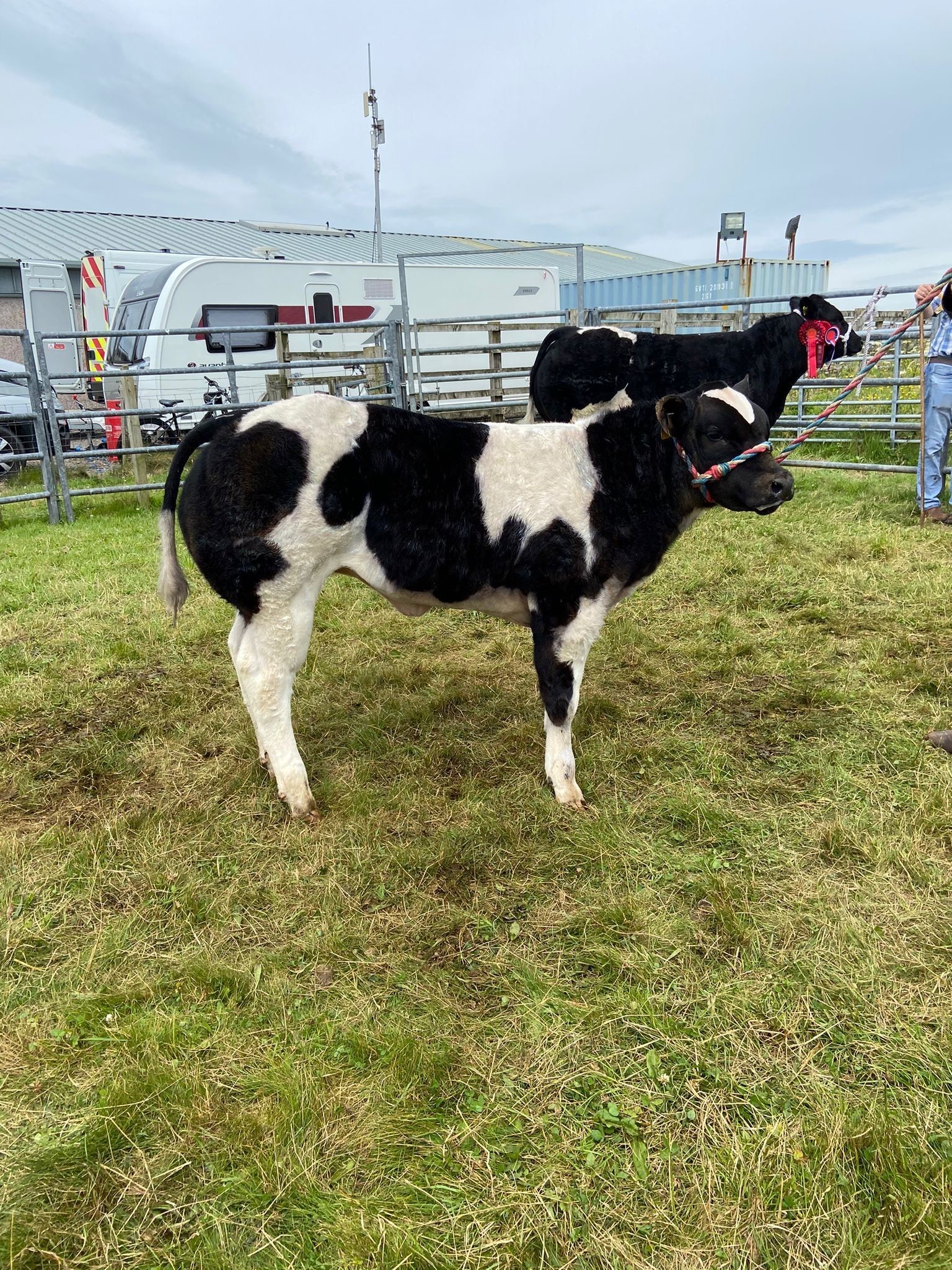 Champion calf, Valentine 