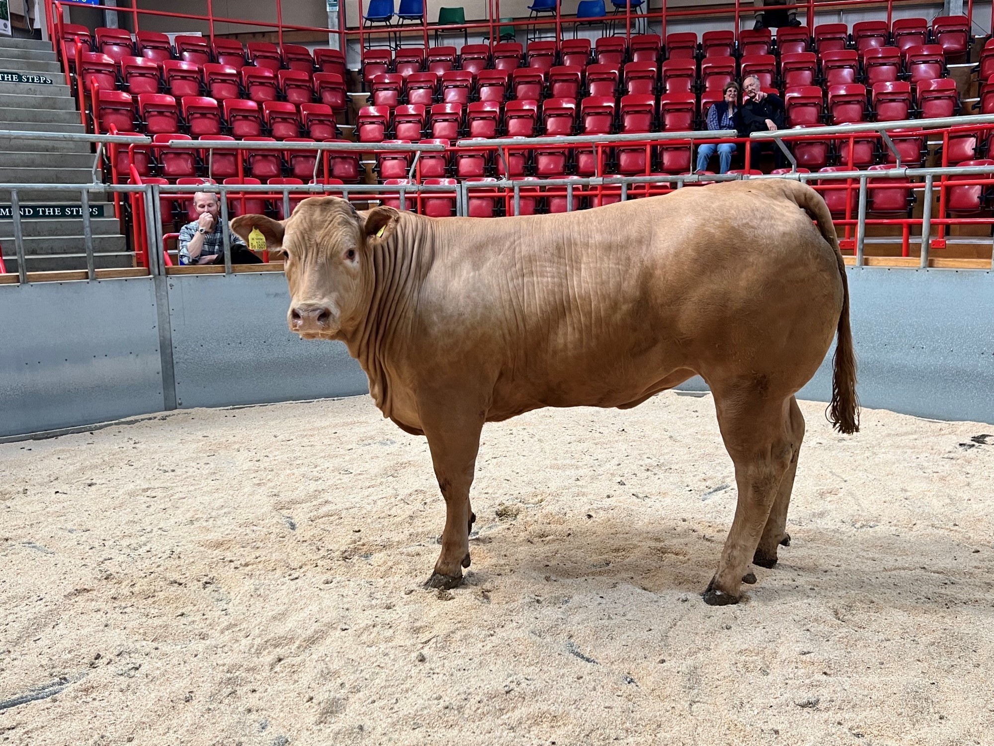 Runner up was another heifer this time from Callum Maciver