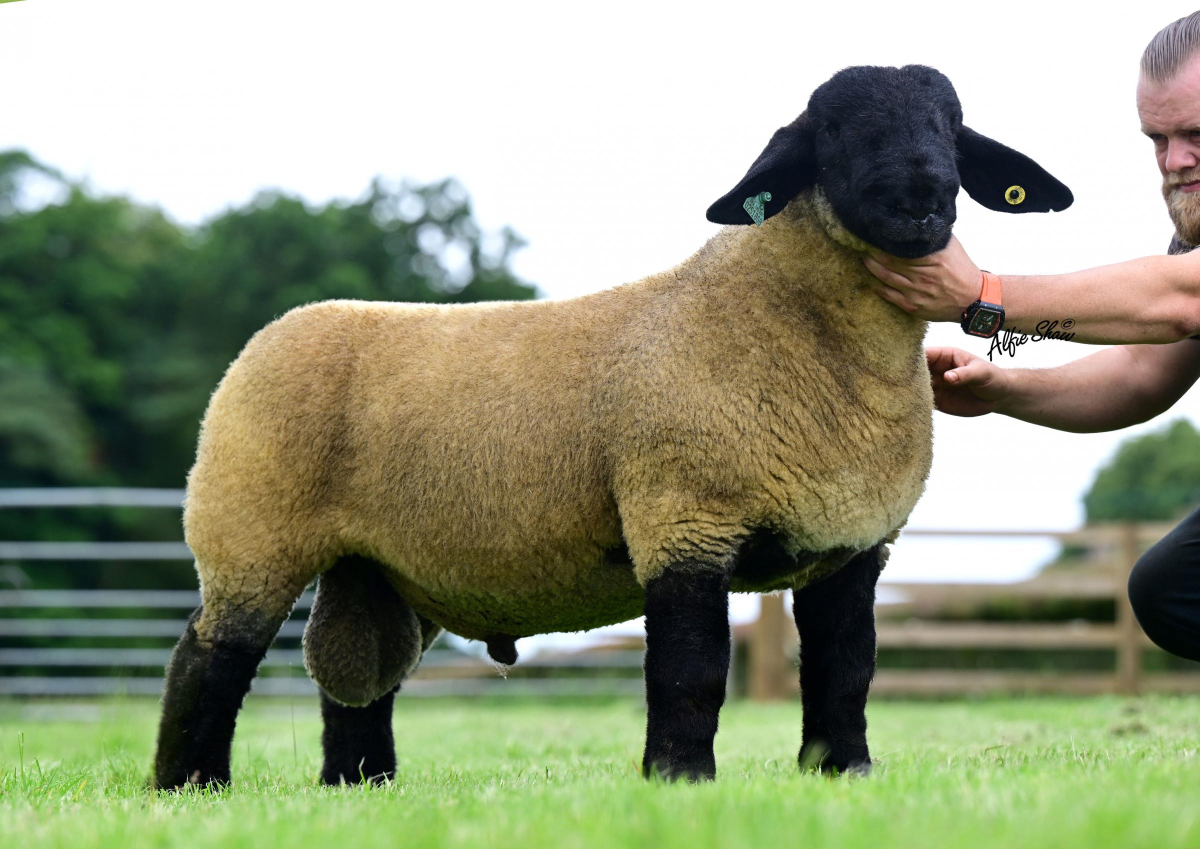 Pen leader from the Solwaybank flock made 25,000gns