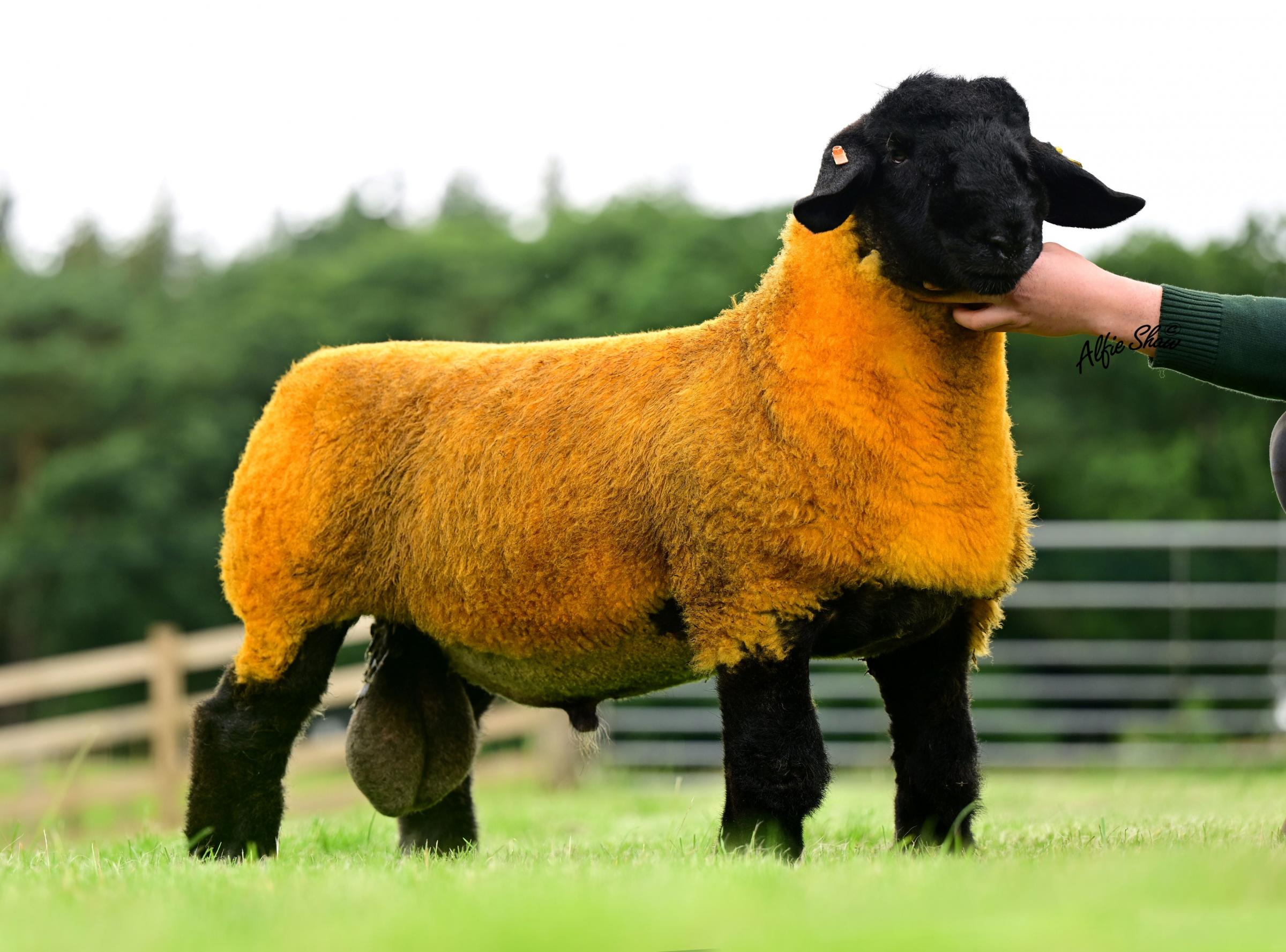 Lilia Hutchinson and her father Richard took 30,000gns for their Howgillfoot lamb