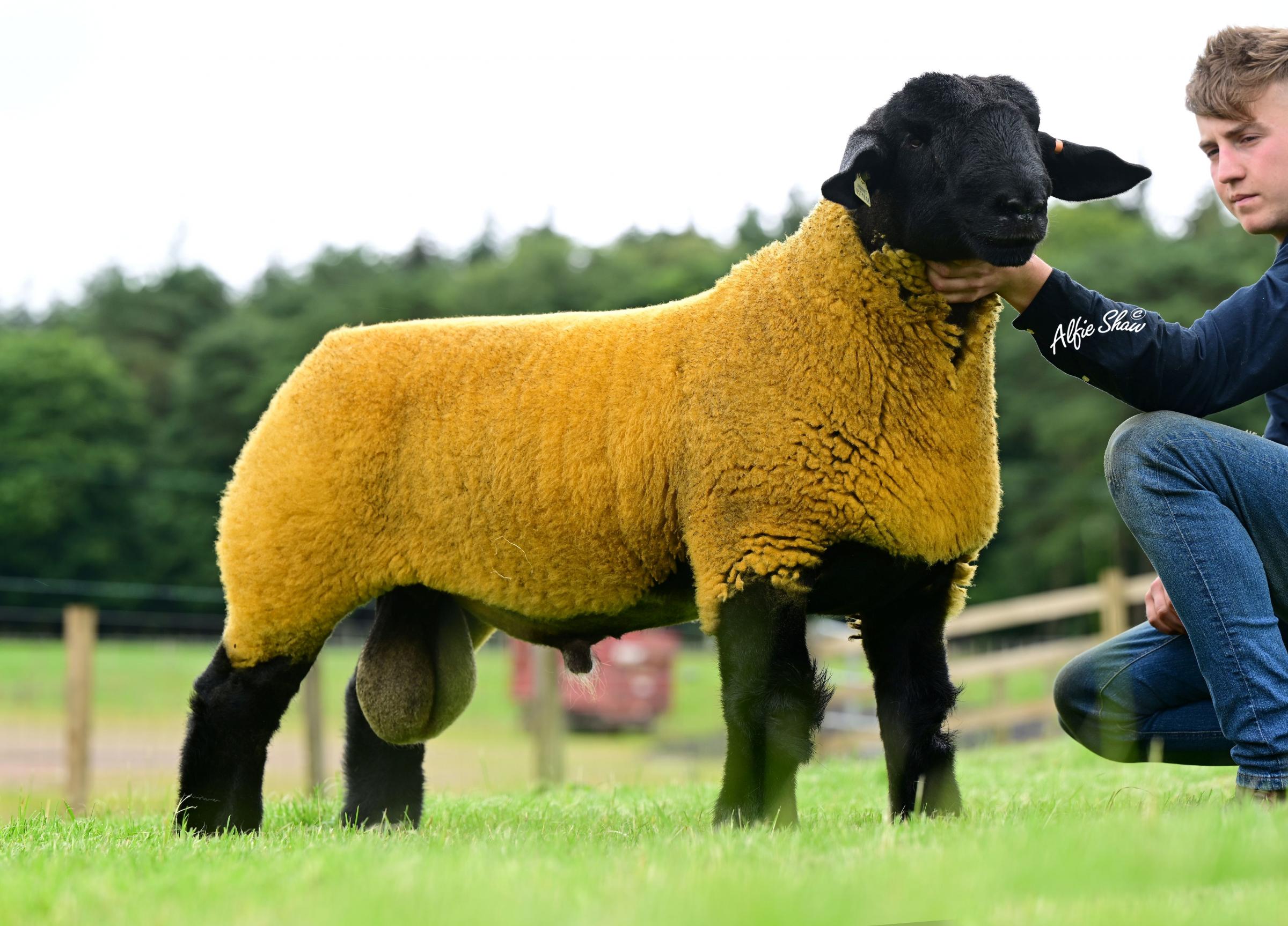 Finn Christies reserve champion sold for 15,000gns