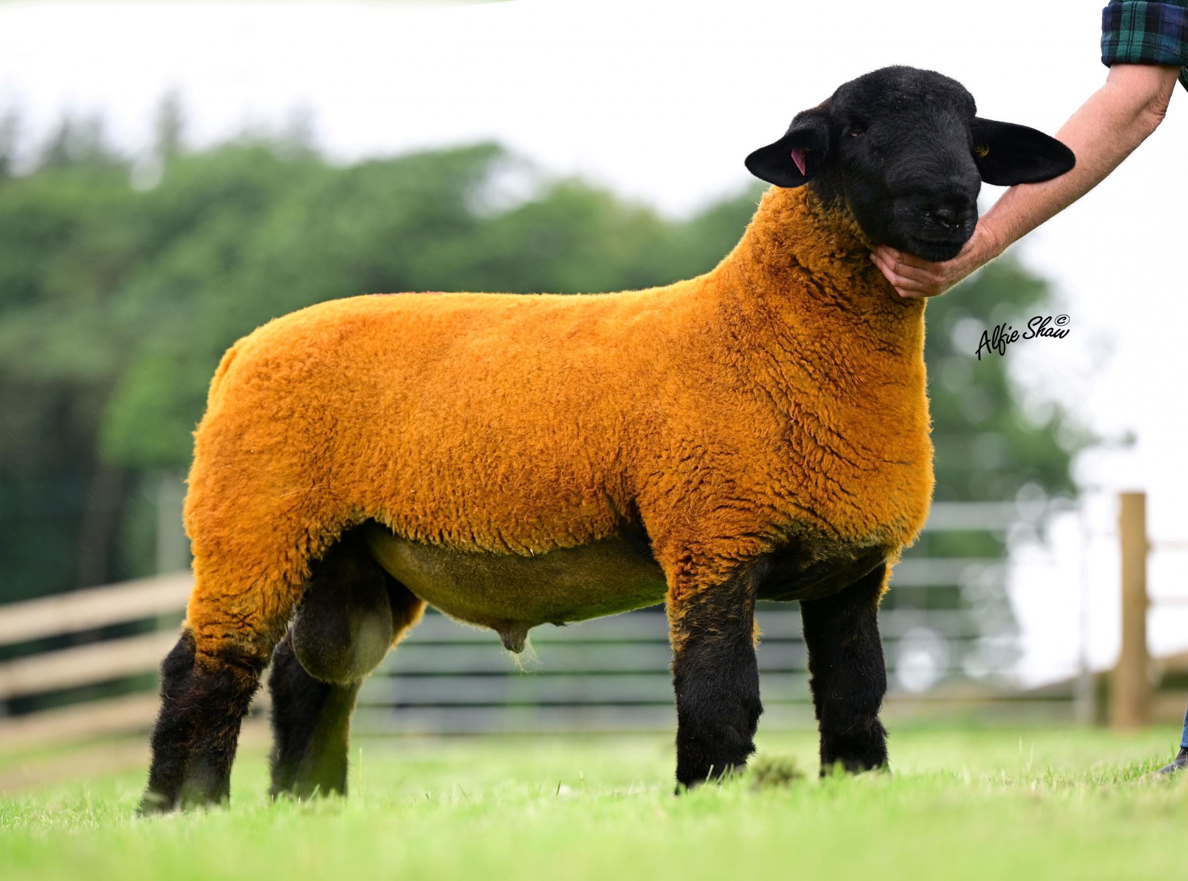 Jed Sharp and Benni Lacharden sold their second Sharps lamb for 10,000gns