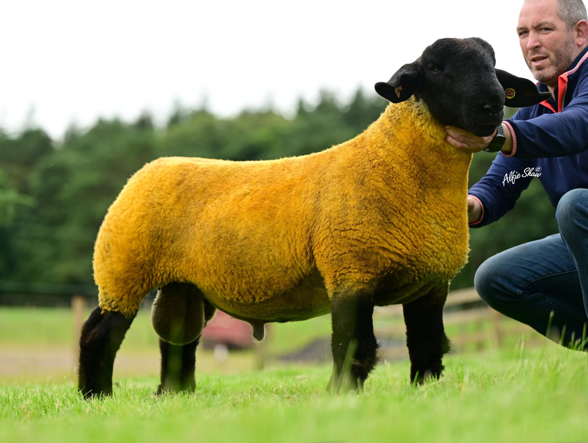 Rory and Pat Machray sold their No 2 Middlemuir lamb for 6200gns