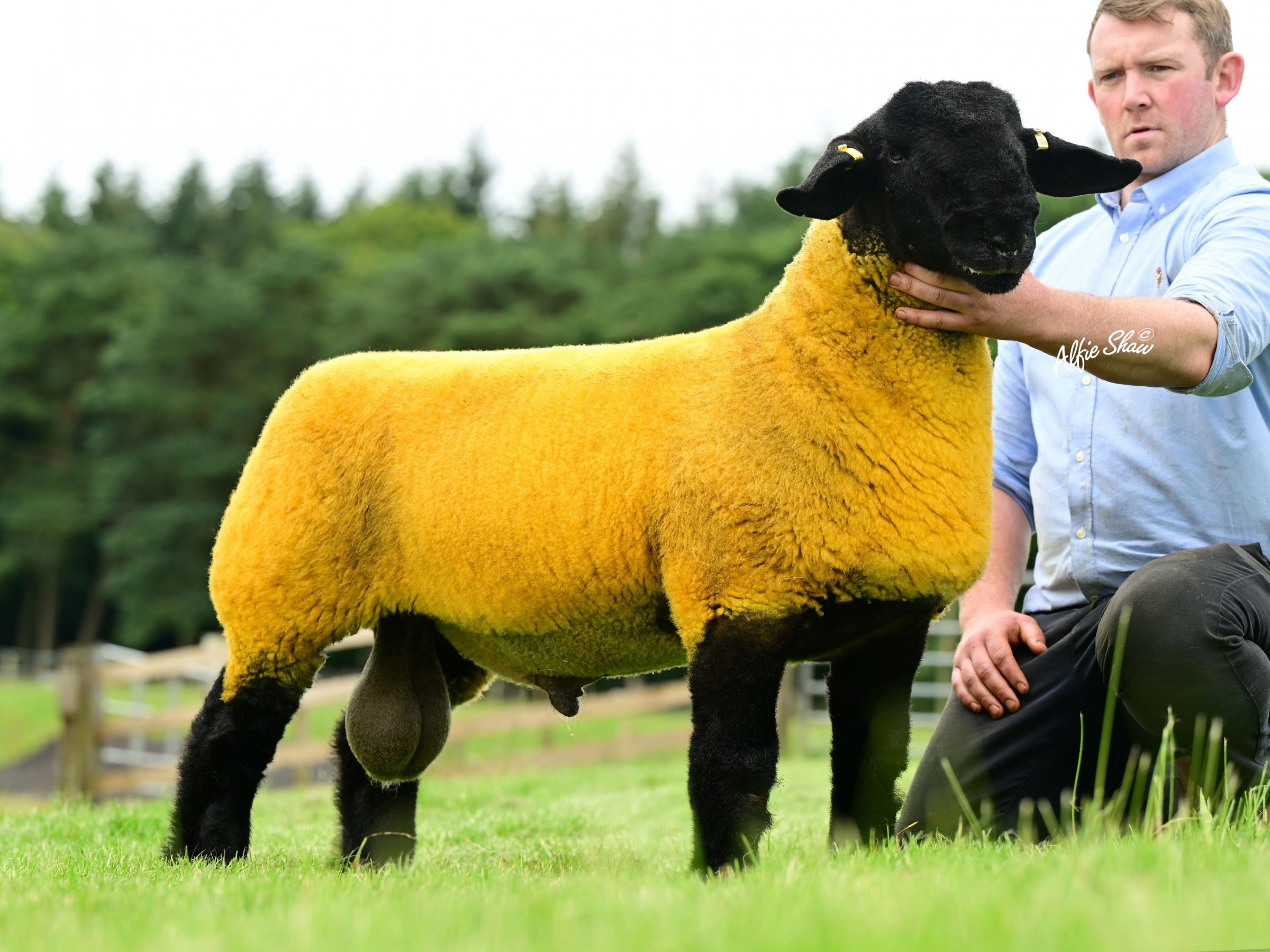 James Wallace sold his first Claycrop lamb for 7000gns