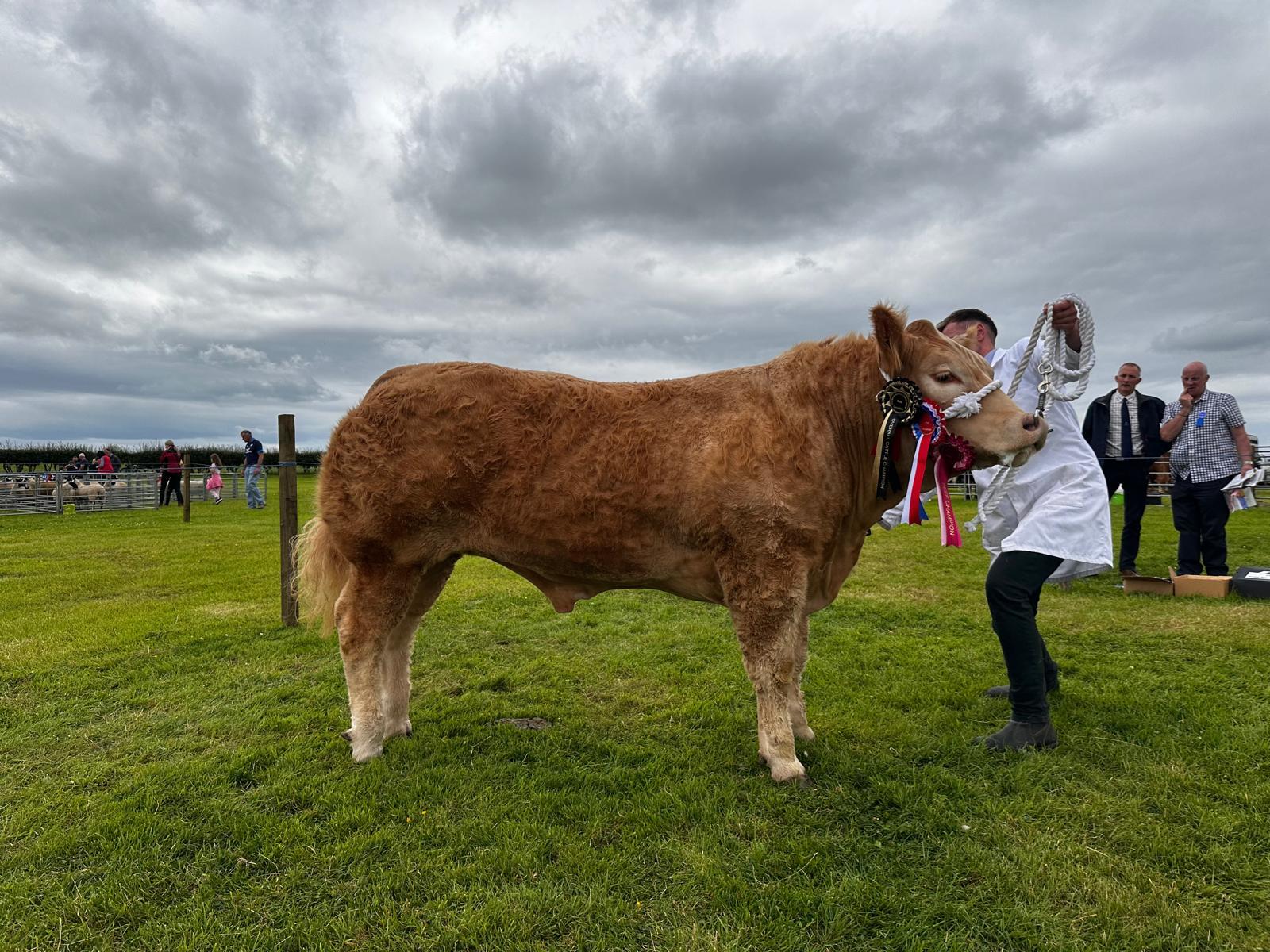 The overall cattle champion was this bullock from Ross Montgomerie