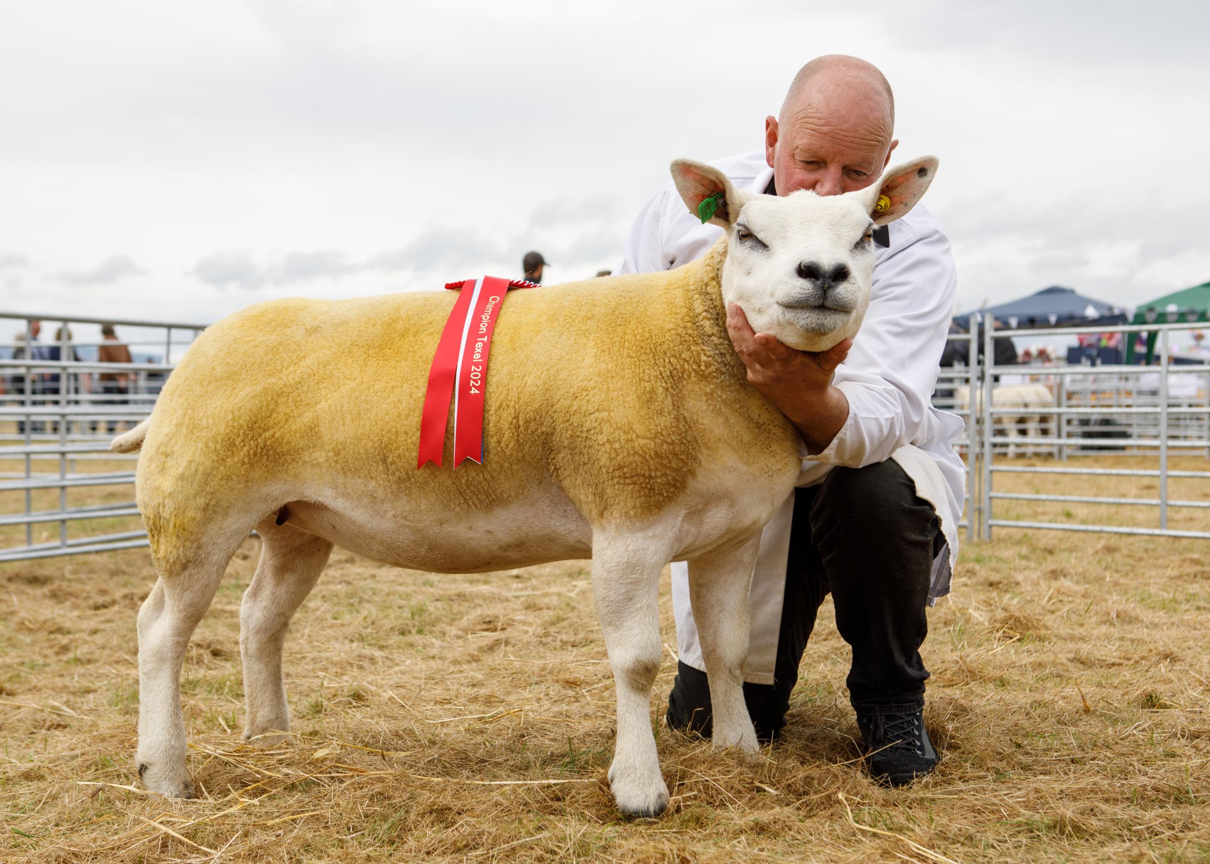 Reserve interbreed sheep champion from Philip Gill, Duncroft, Wester Raddery. Fortrose