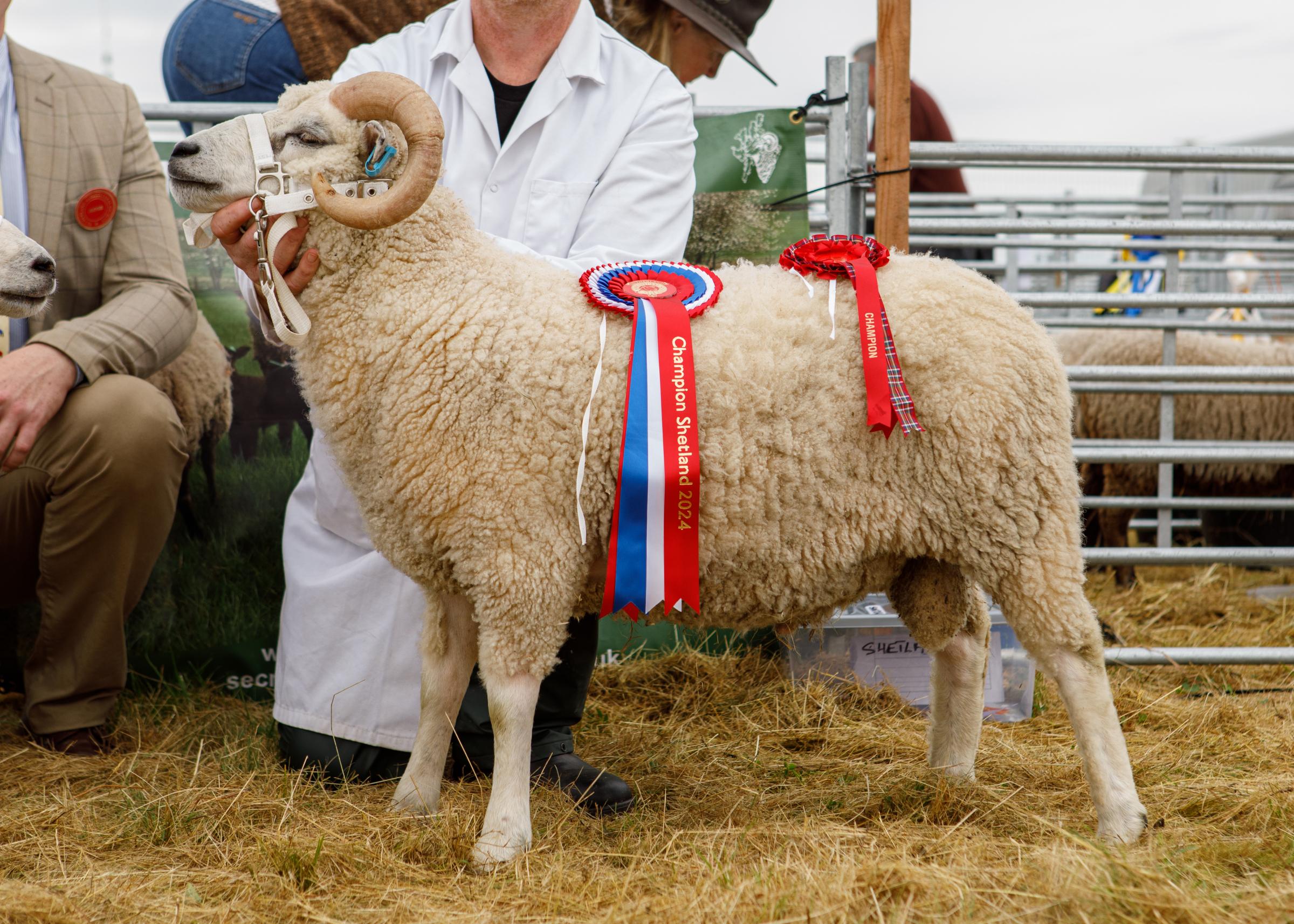 Shetland champion from Ian and Lesley Carnagie, Dowmin, Huntly 