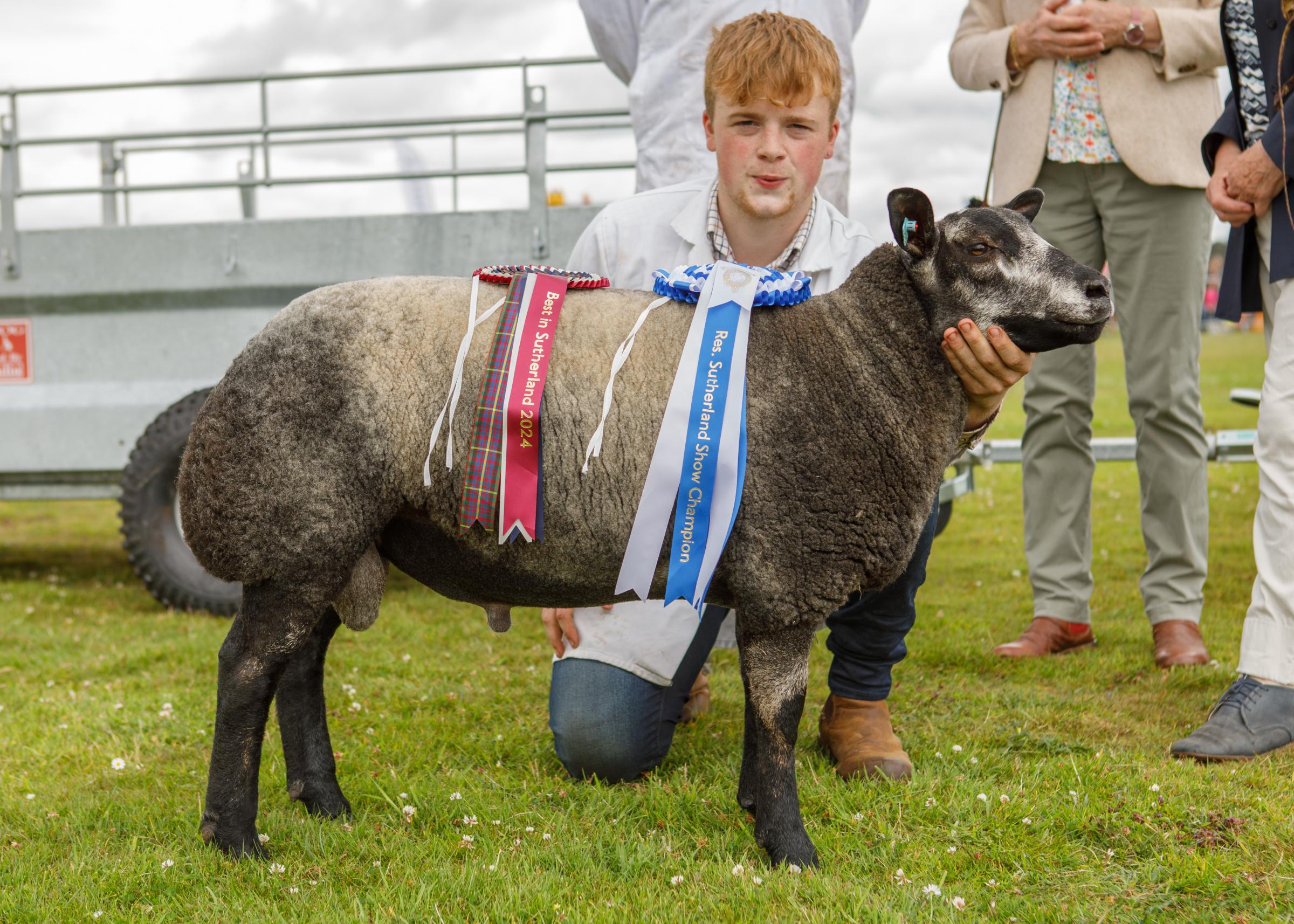 Reserve champion of champions and interbeed sheep champion from J Munro and son, Invercharron Farm, Ardgay 