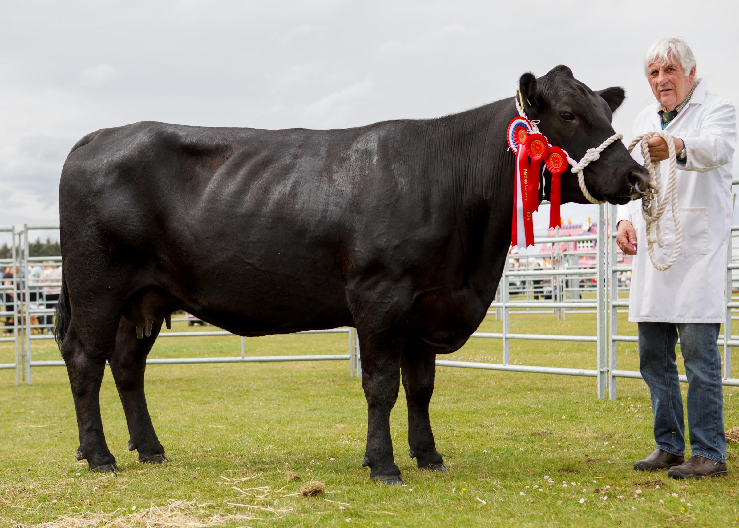 Pure native cattle champion from Hamish Polson, Rowanfield, Strathpeffer 