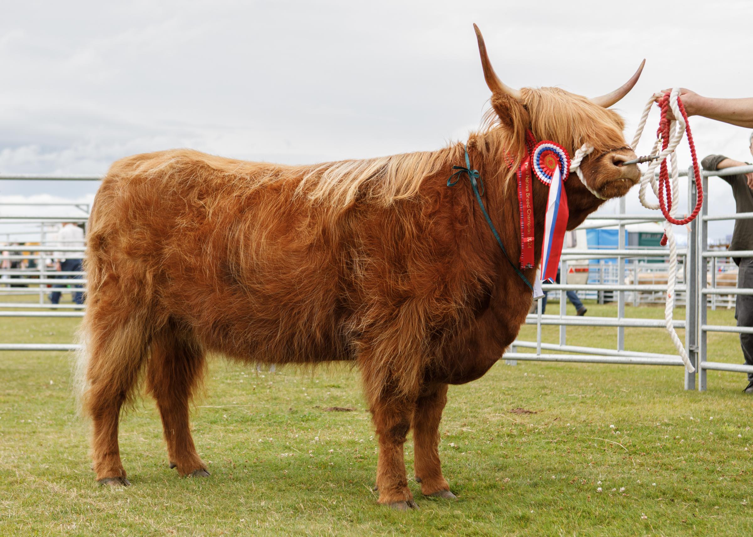 Highland champion from Tordarroch Estate, Farr