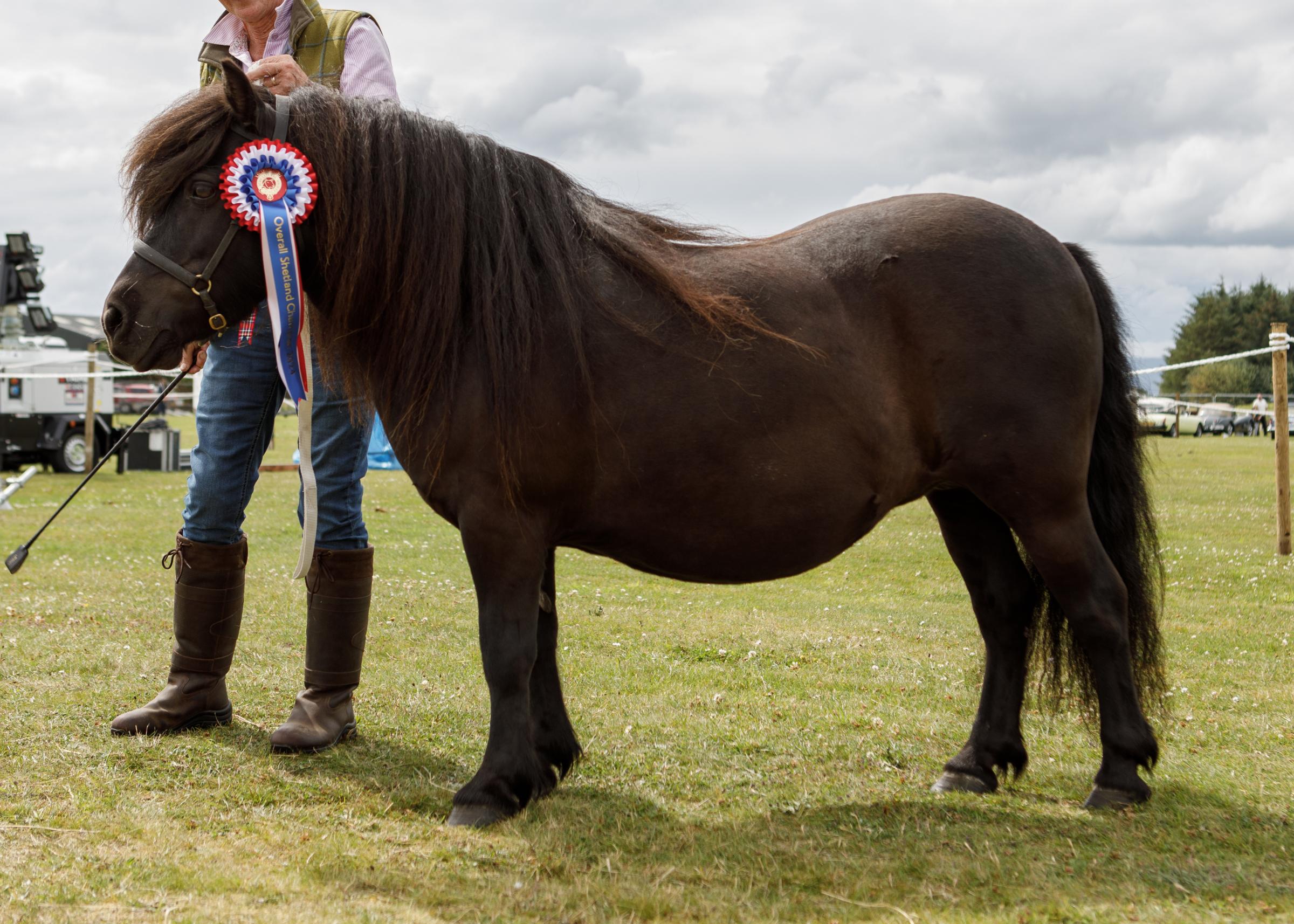 Shetland champion from –Ian and Lesley Carnagie, Dowmin, Huntly 