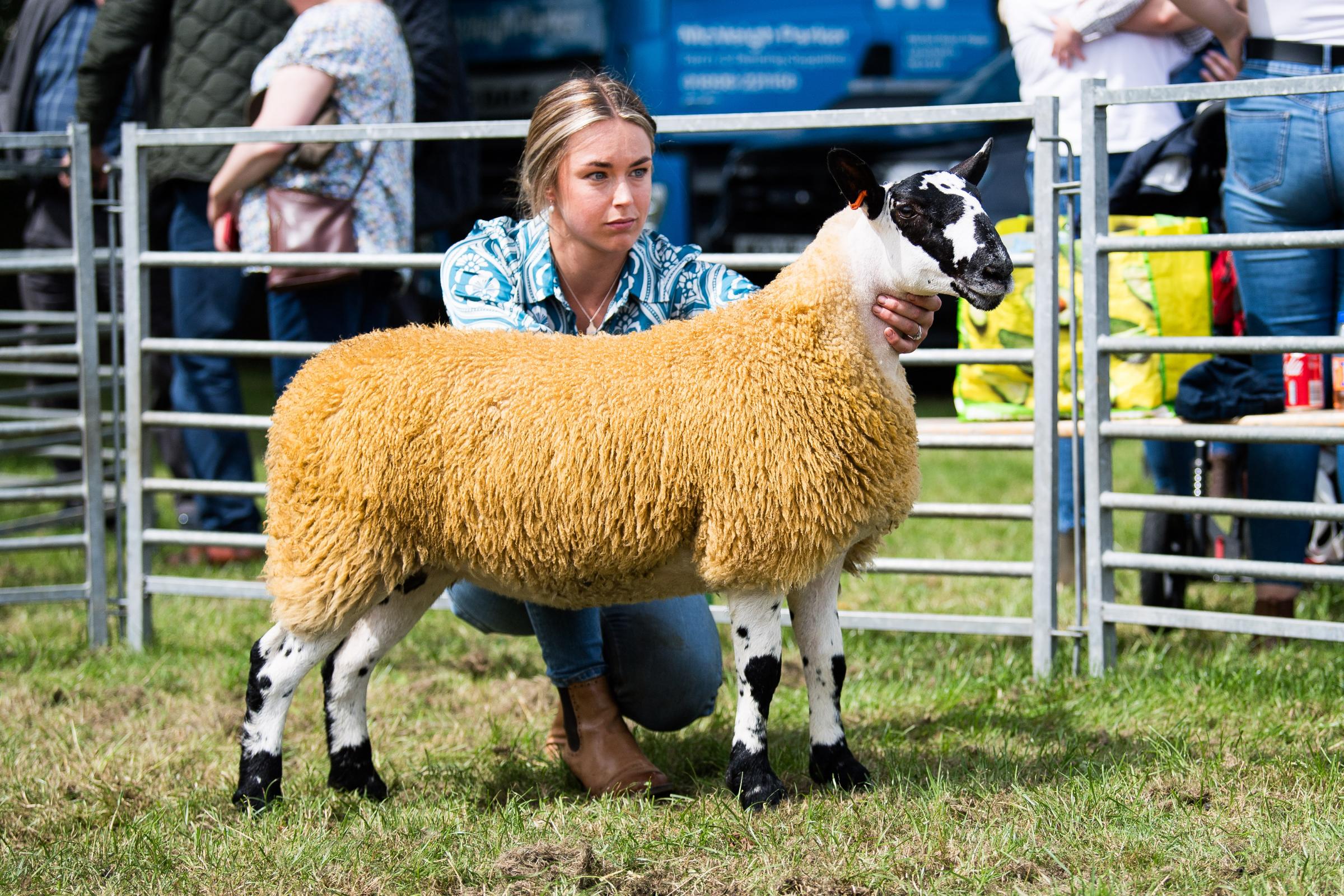 Mule and reserve inter-breed sheep champion from the Dawyck flock Ref: RH200724083 