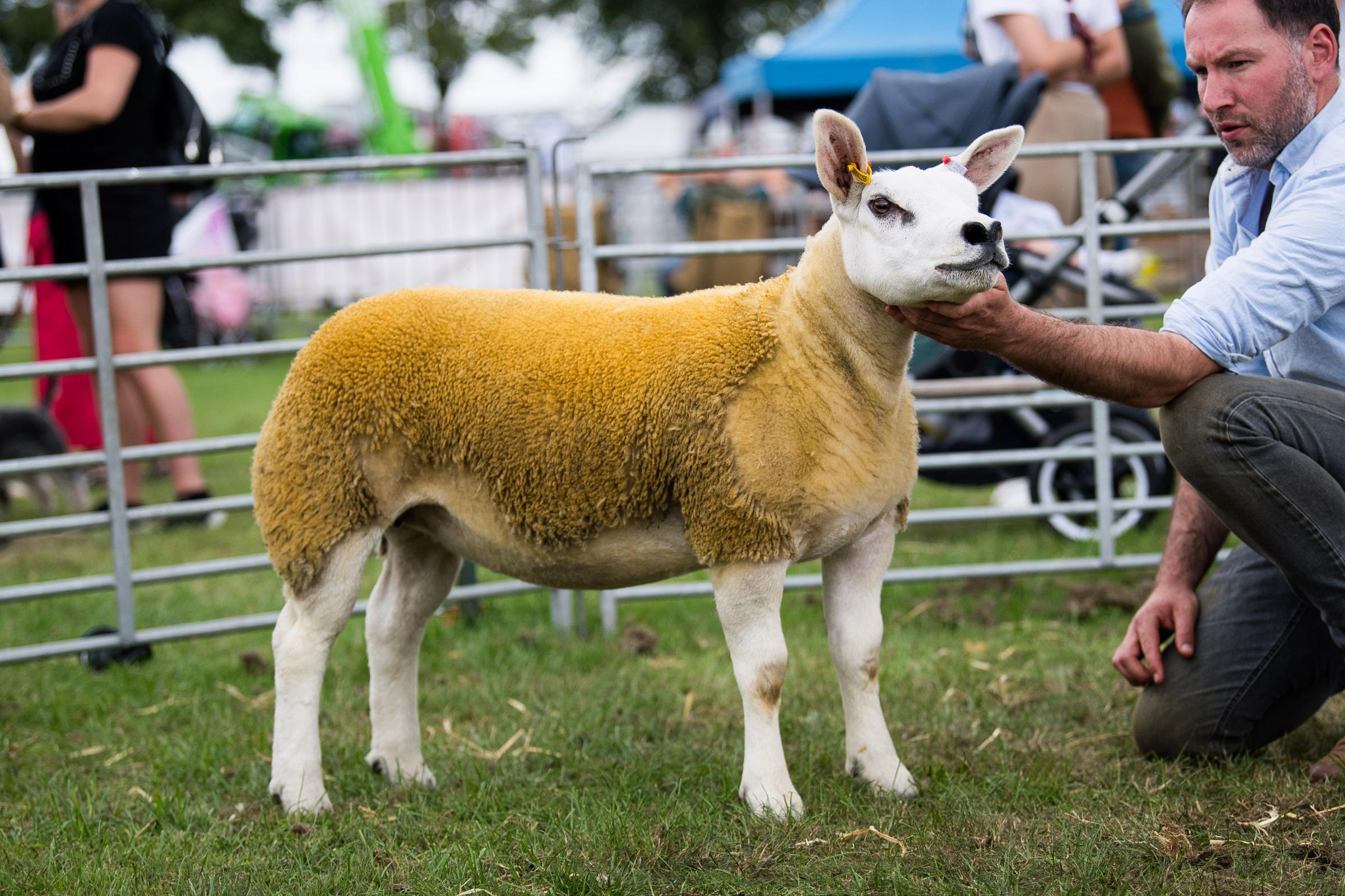 Texel champion from the MacGregor family Ref: RH200724090 