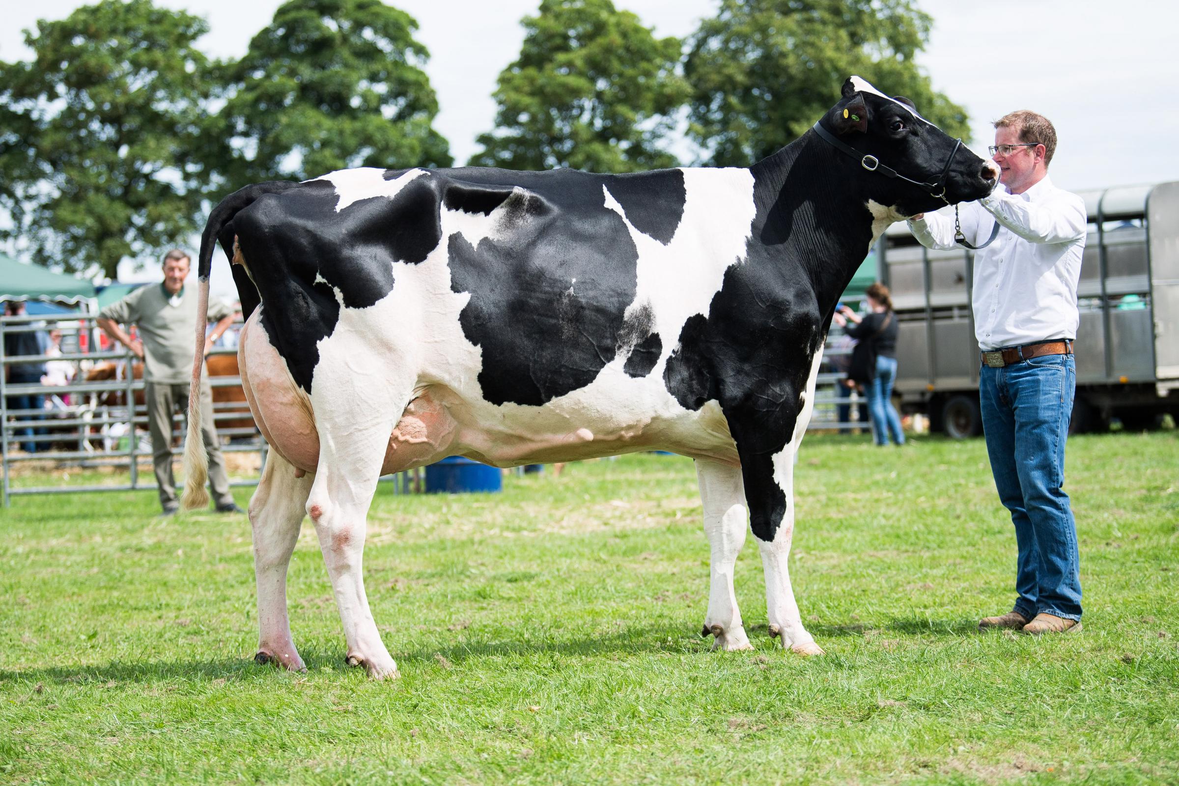 Dairy champion was the Holstein from the Laird family Ref: RH200724081 