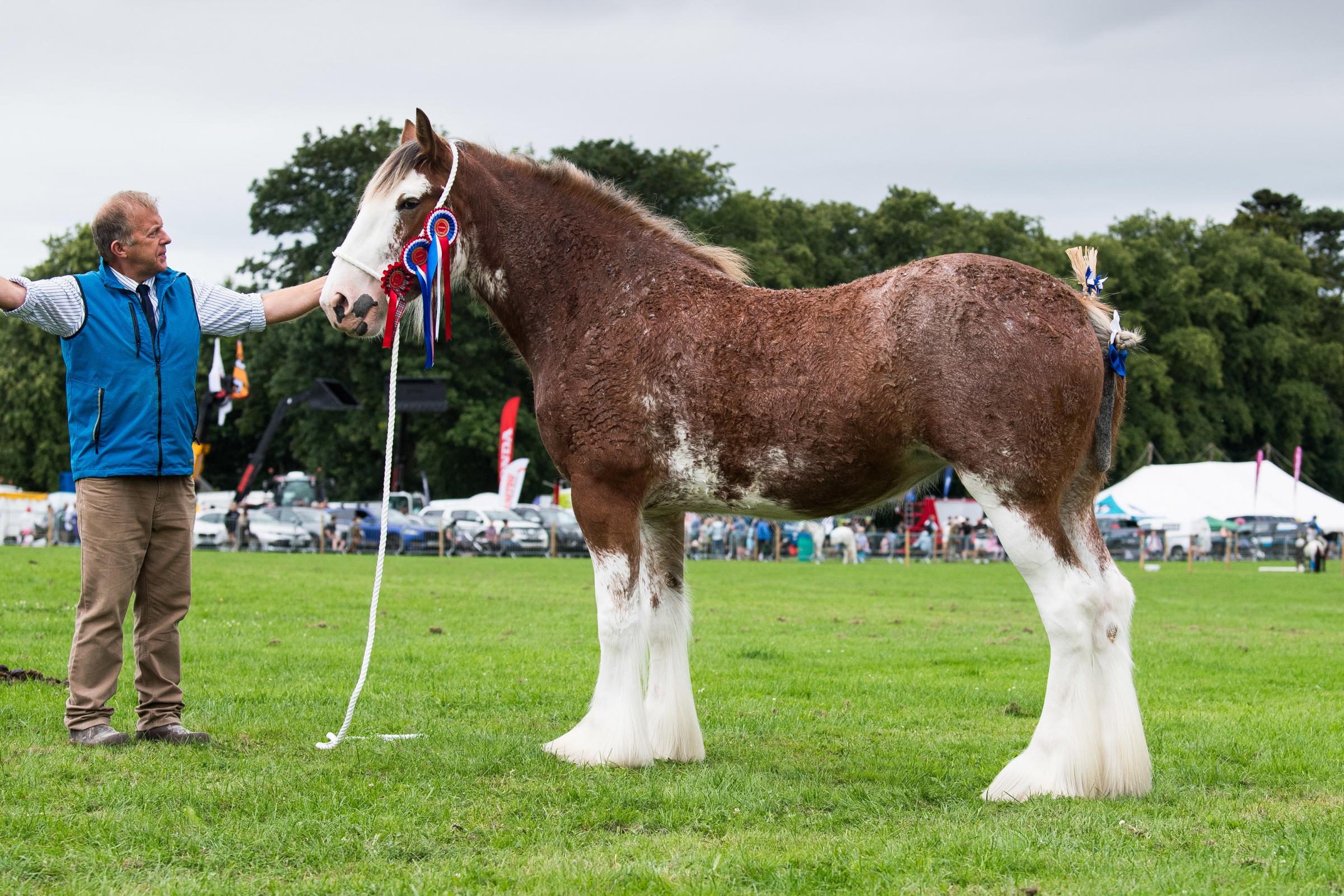 Doura Sorrento took the Clydesdale horse supreme for the Dunbars for the third consecutive year here Ref: RH200724098 