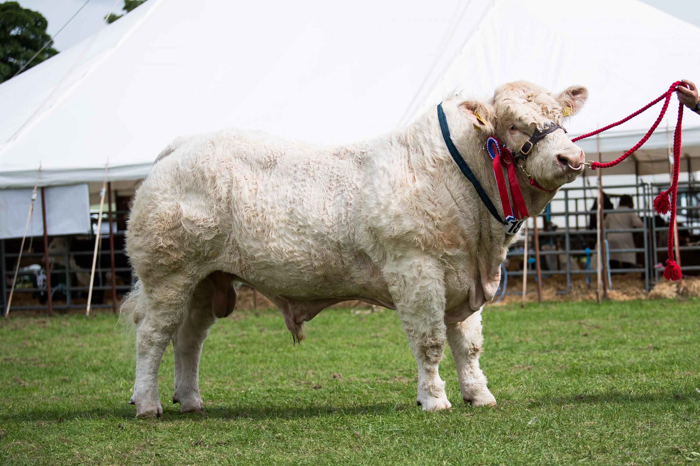 Charolais champion from J Forrest Ref: RH200724082 