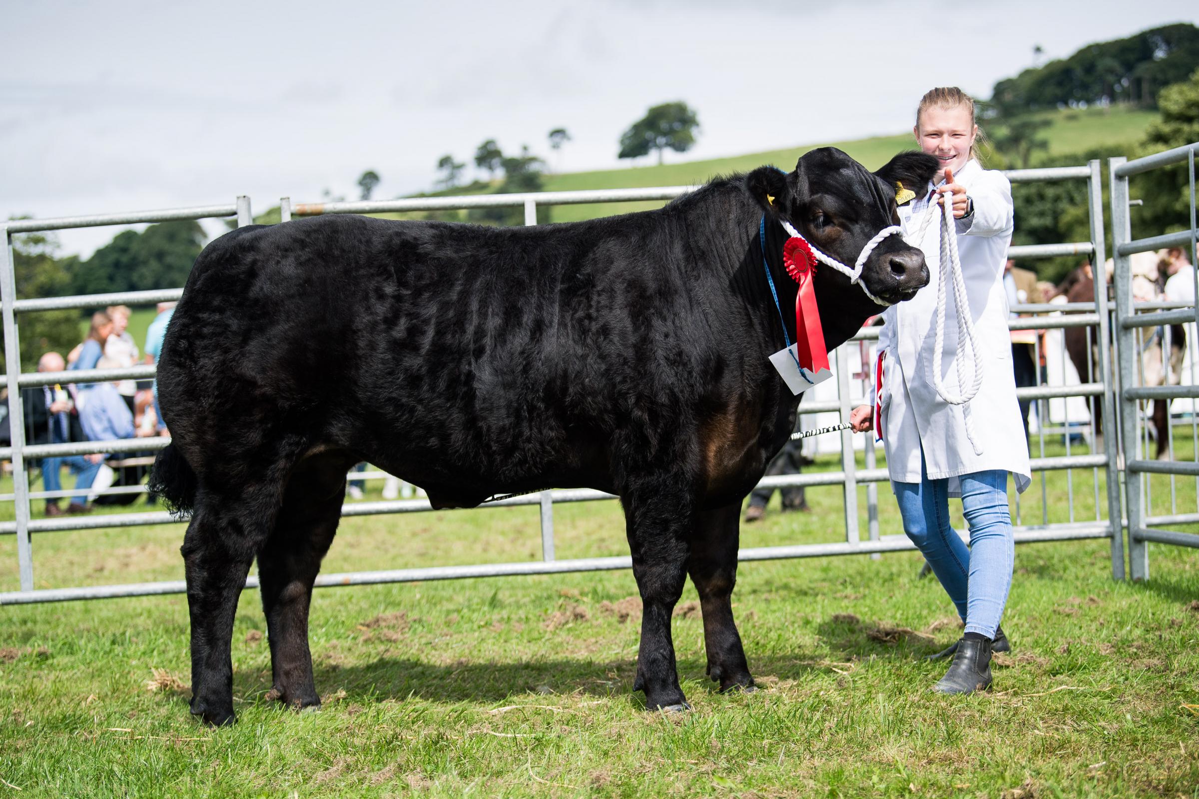 Lucy Clarks commercial cattle champion Ref: RH200724079 